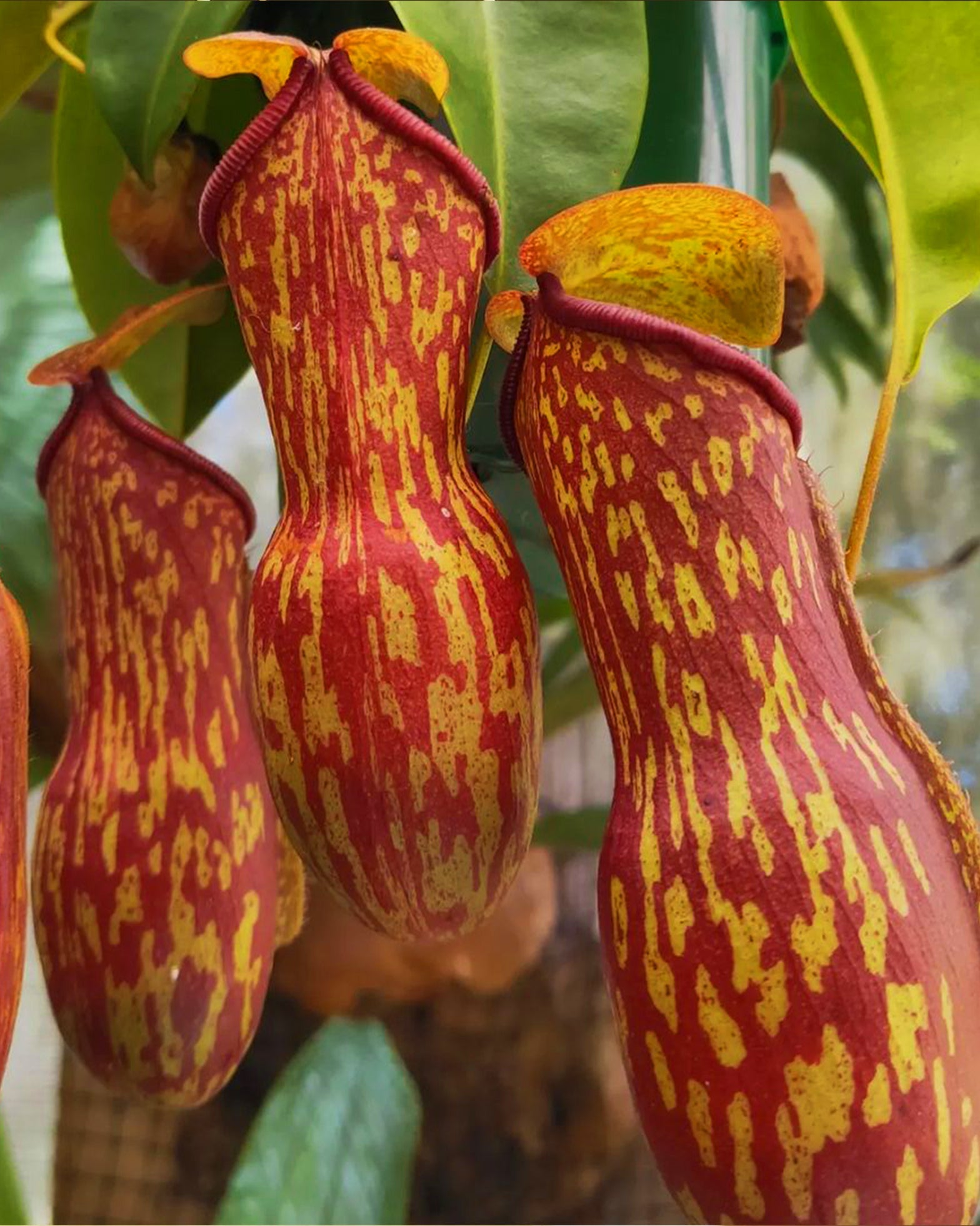 Pitcher Plant- Nepenthes Gaya Buddha - Perfect Plants