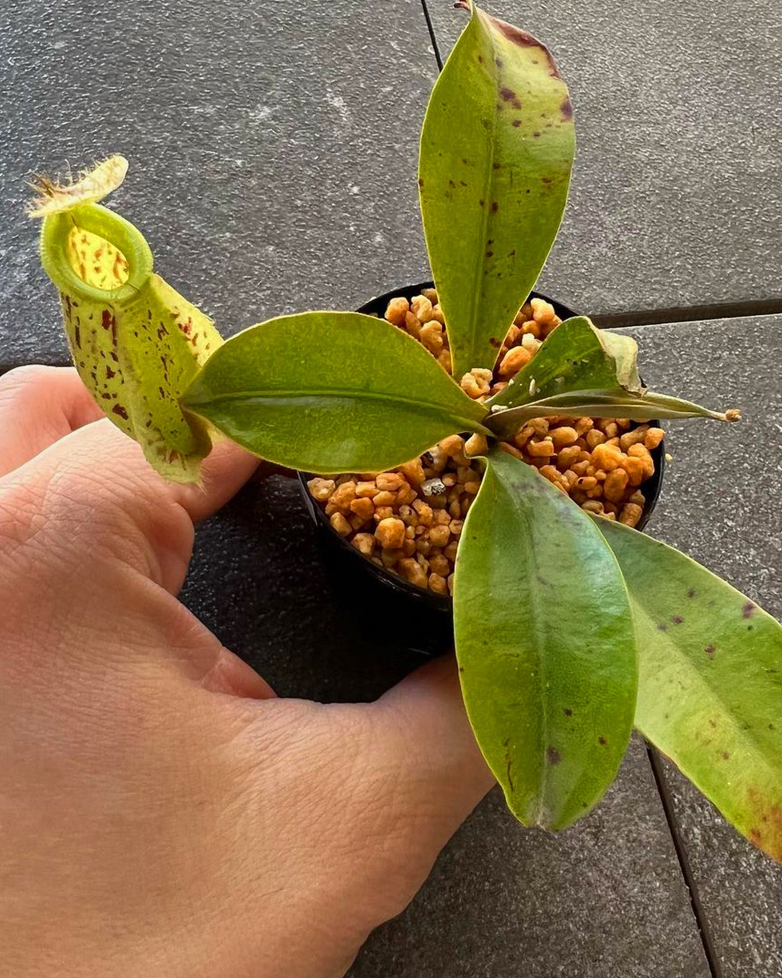 Pitcher Plant- Nepenthes Hookeriana - Perfect Plants