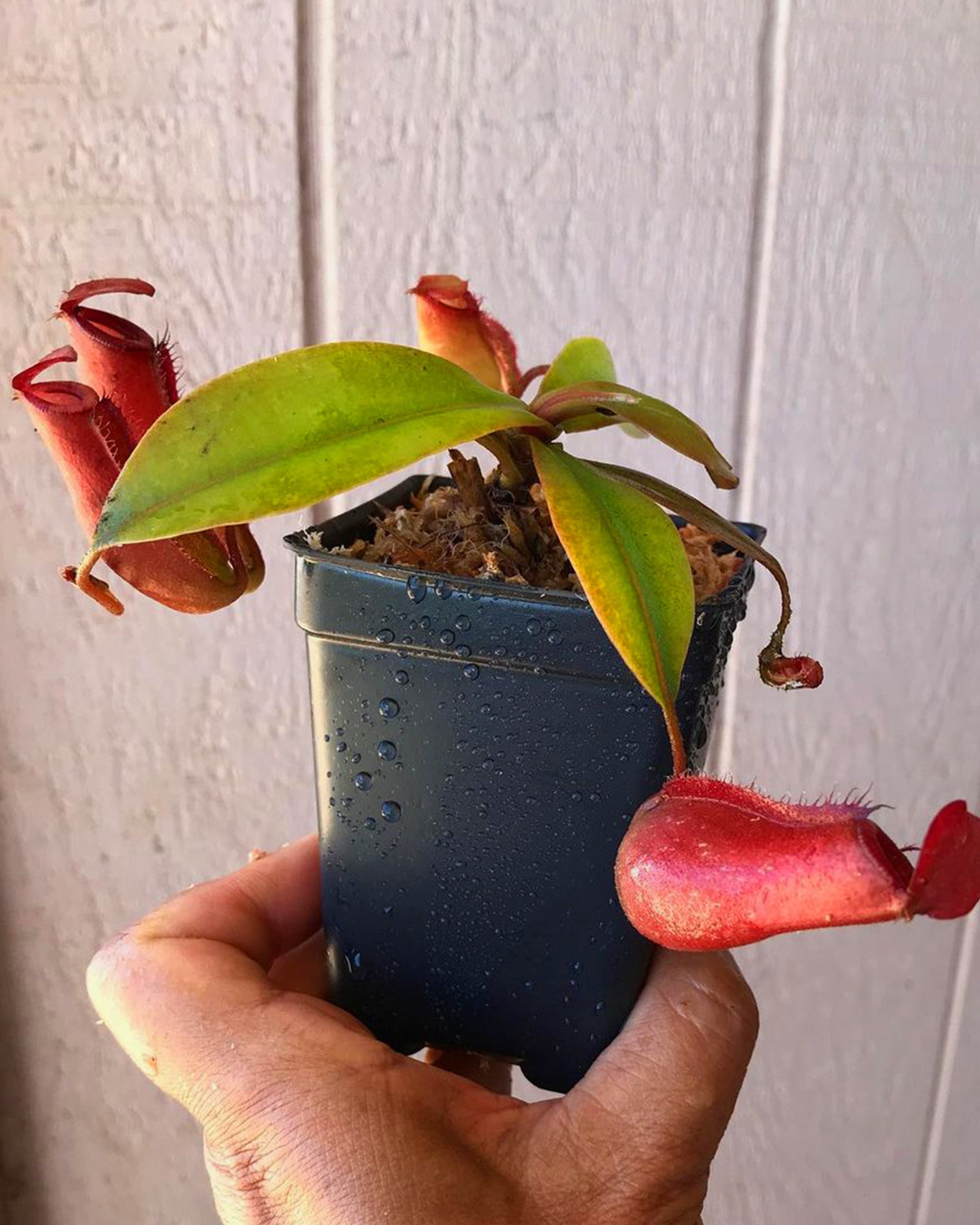 Pitcher Plant- Nepenthes Lady Luck - Perfect Plants