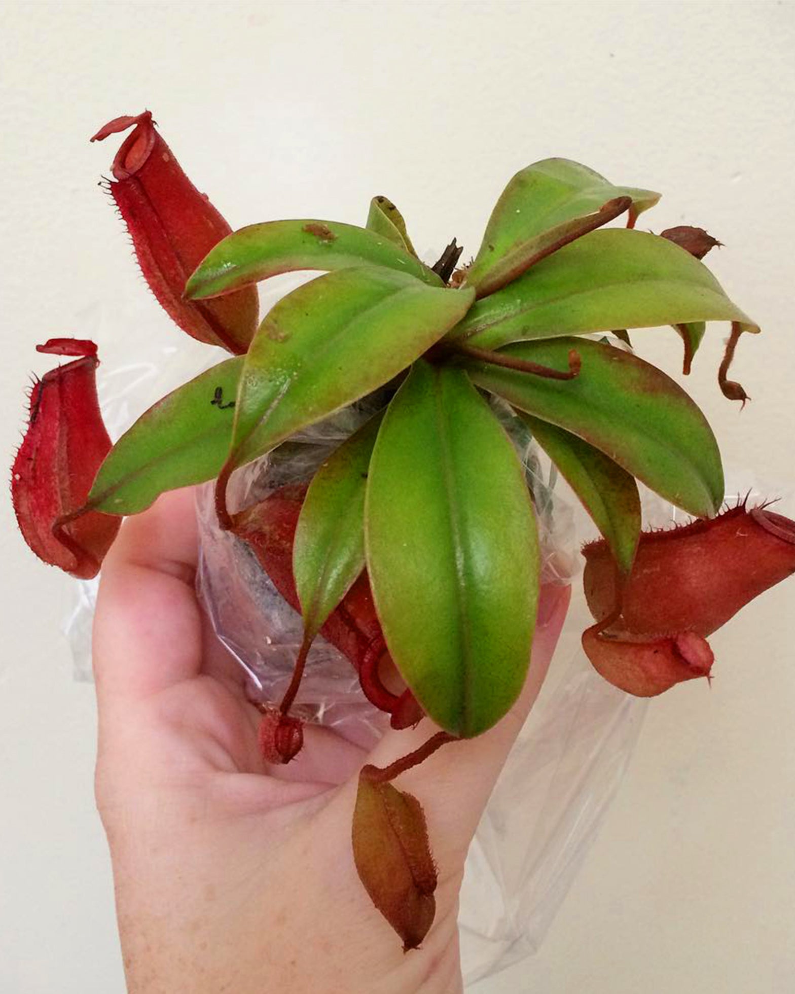 Pitcher Plant- Nepenthes Lady Luck - Perfect Plants