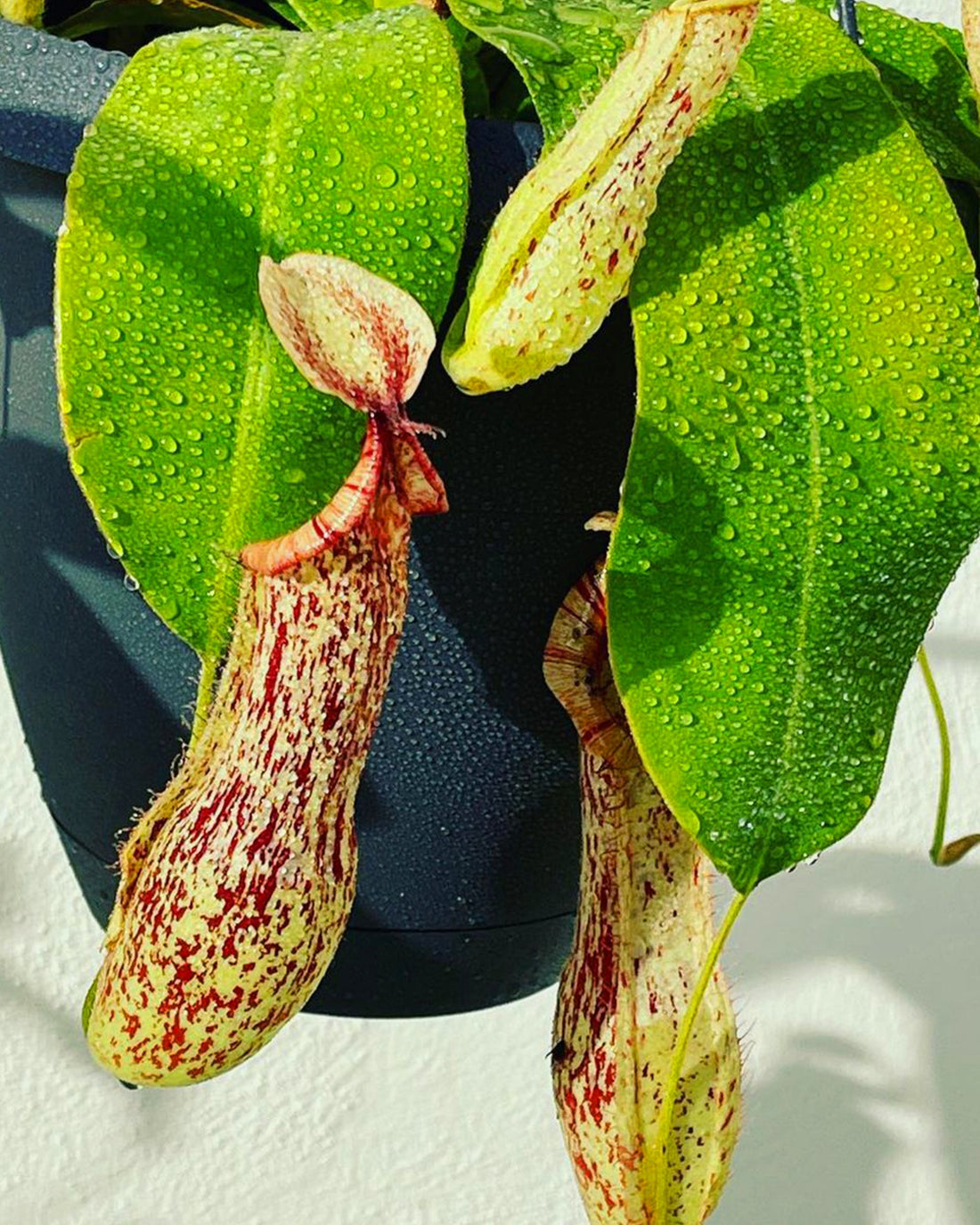 Pitcher Plant- Nepenthes Mojito - Perfect Plants