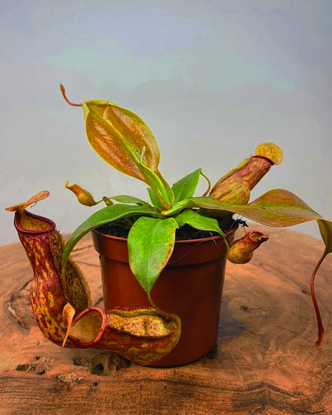Pitcher Plant- Nepenthes Mojito - Perfect Plants