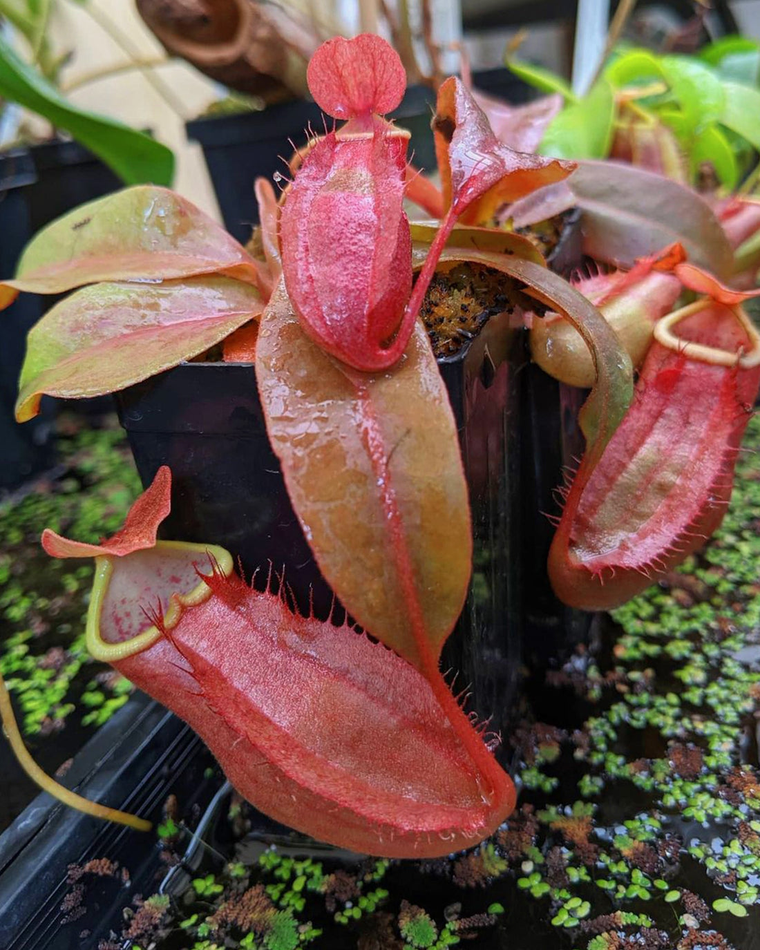 Pitcher Plant- Nepenthes Smilesii - Perfect Plants