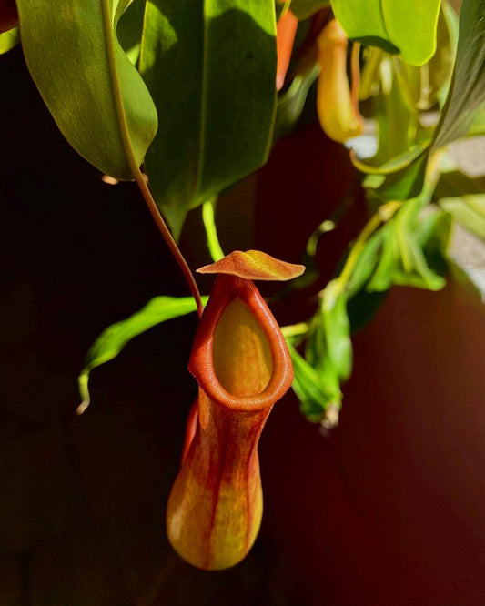 Nepenthes × Ventrata Pitcher Plant - Perfect Plants