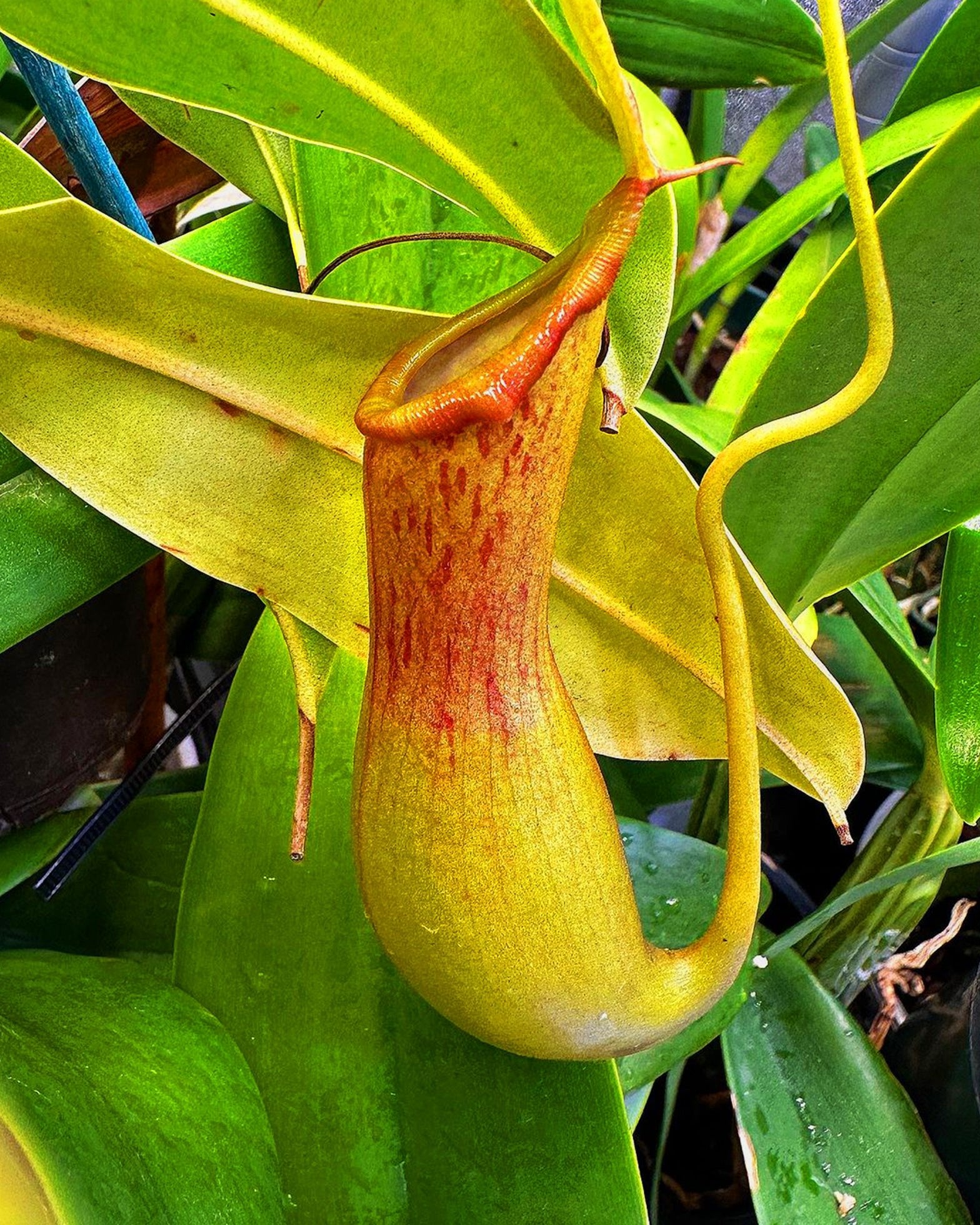 Pitcher Plant - Nepenthes × Ventrata - Perfect Plants