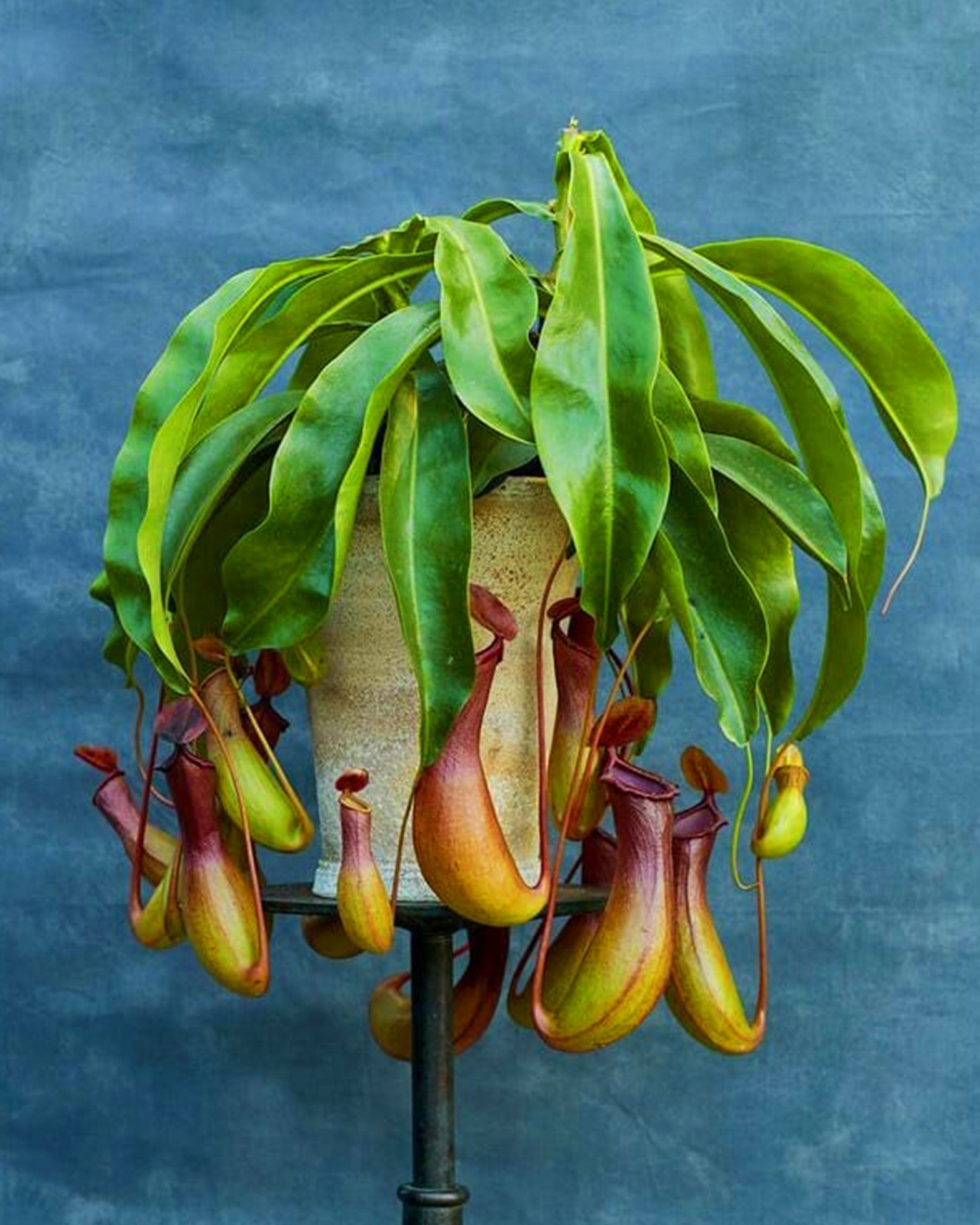 Pitcher Plant - Nepenthes × Ventrata - Perfect Plants