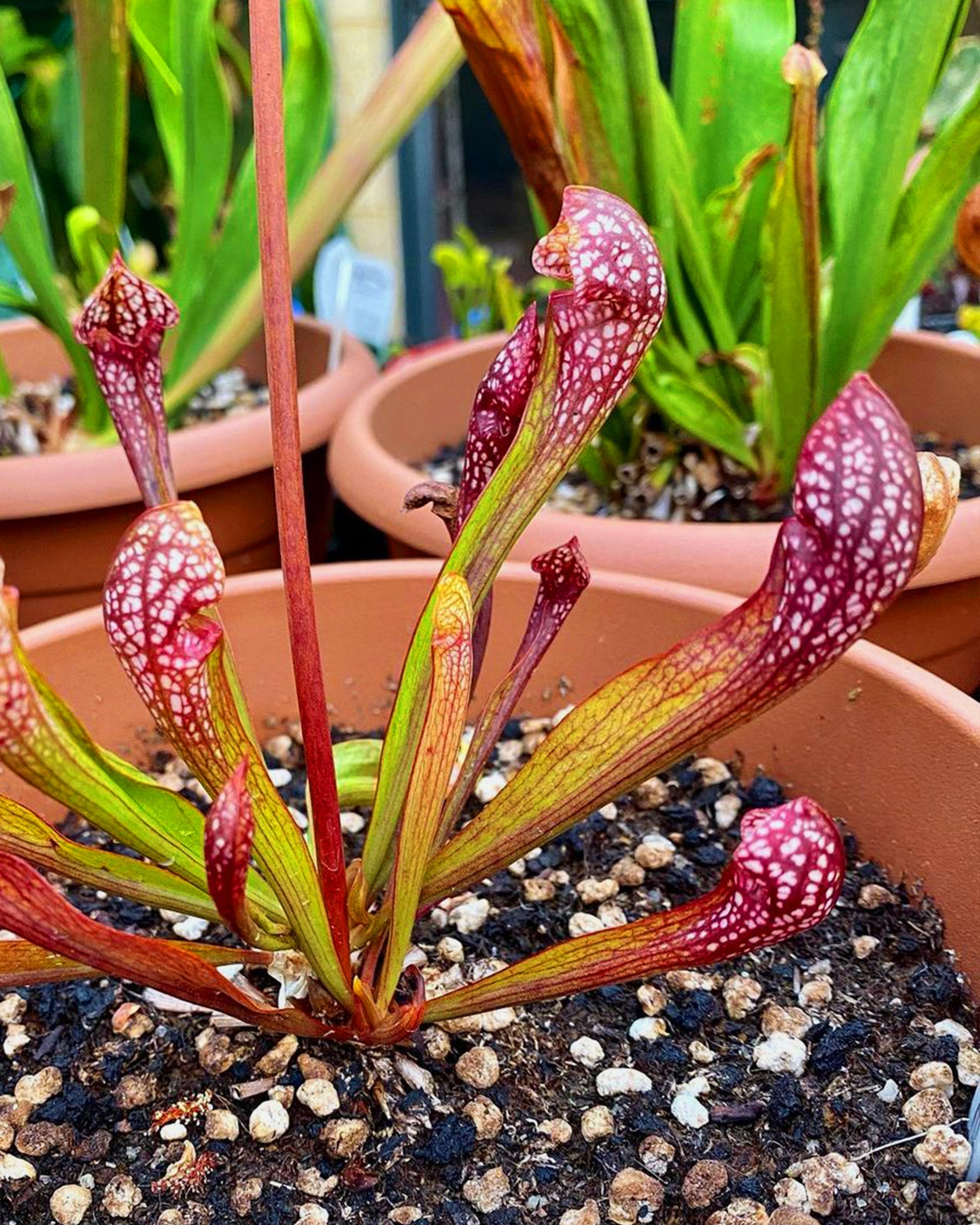 Pitcher Plant - Sarracenia Scarlet Belle - Perfect Plants