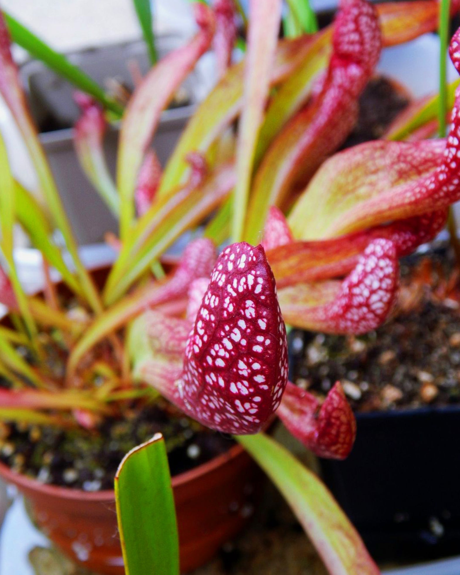 Pitcher Plant - Sarracenia Scarlet Belle - Perfect Plants