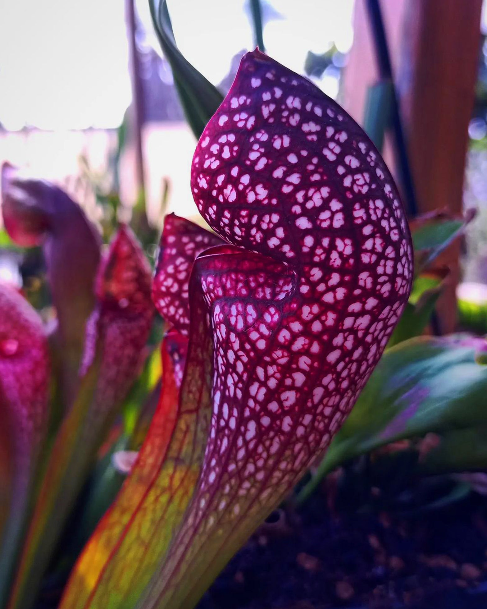 Pitcher Plant - Sarracenia Scarlet Belle - Perfect Plants