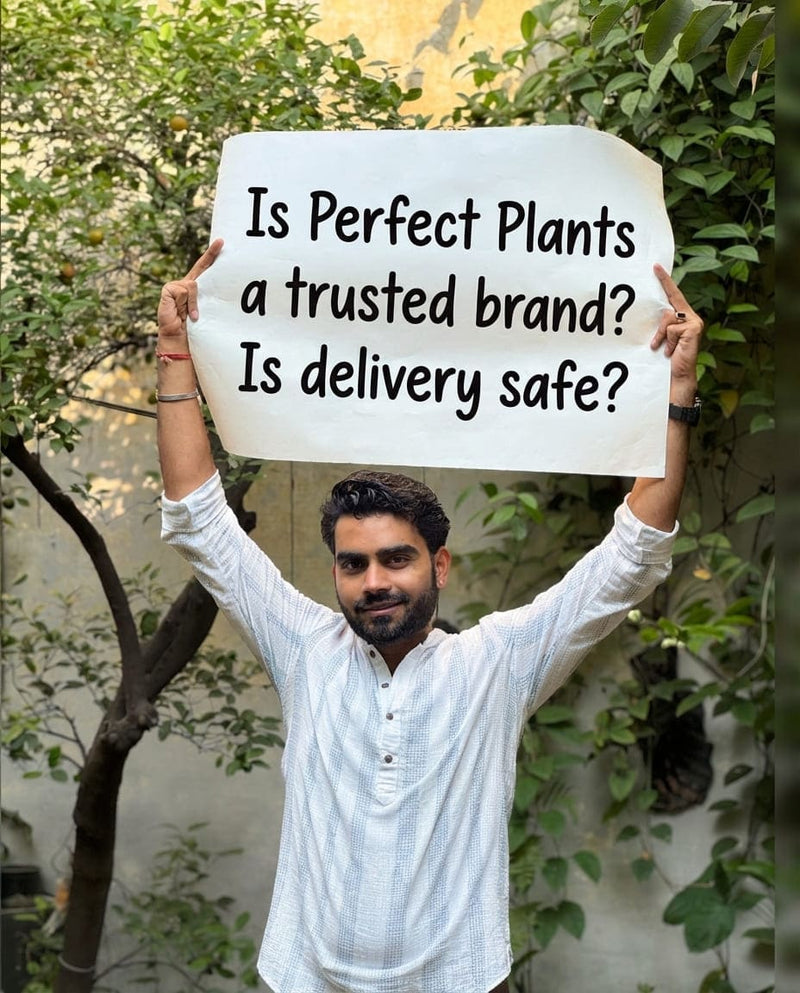 Is Perfect Plants a trusted brand? Is delivery safe?
