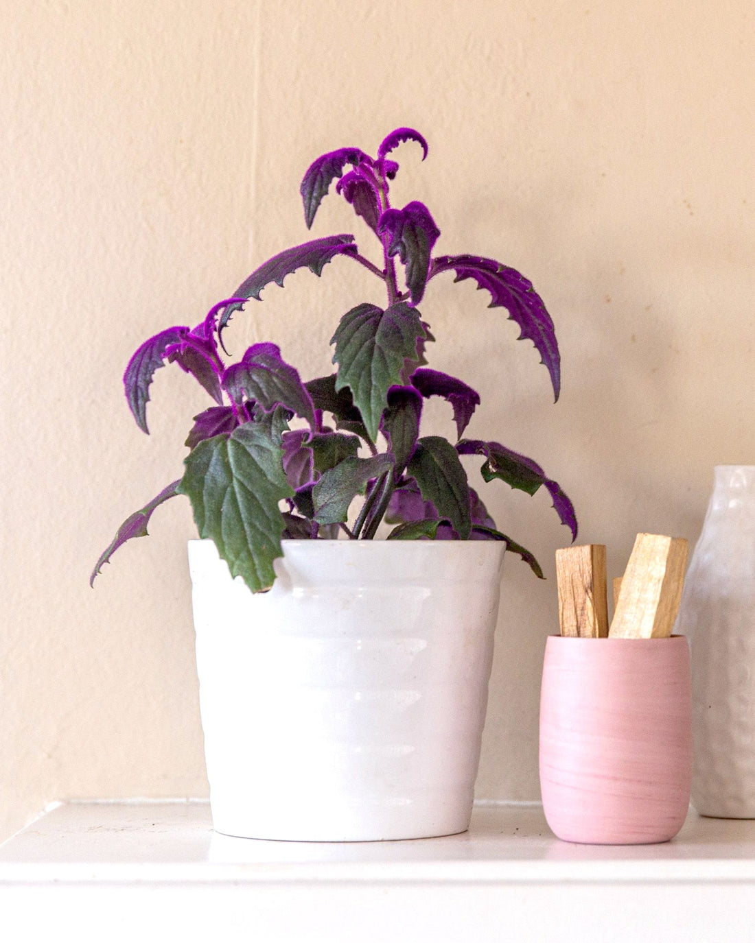 Purple Passion Plant - Velvet Plant - Perfect Plants
