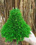 Sanjeevni Plant - Selaginella Bryopteris - Perfect Plants