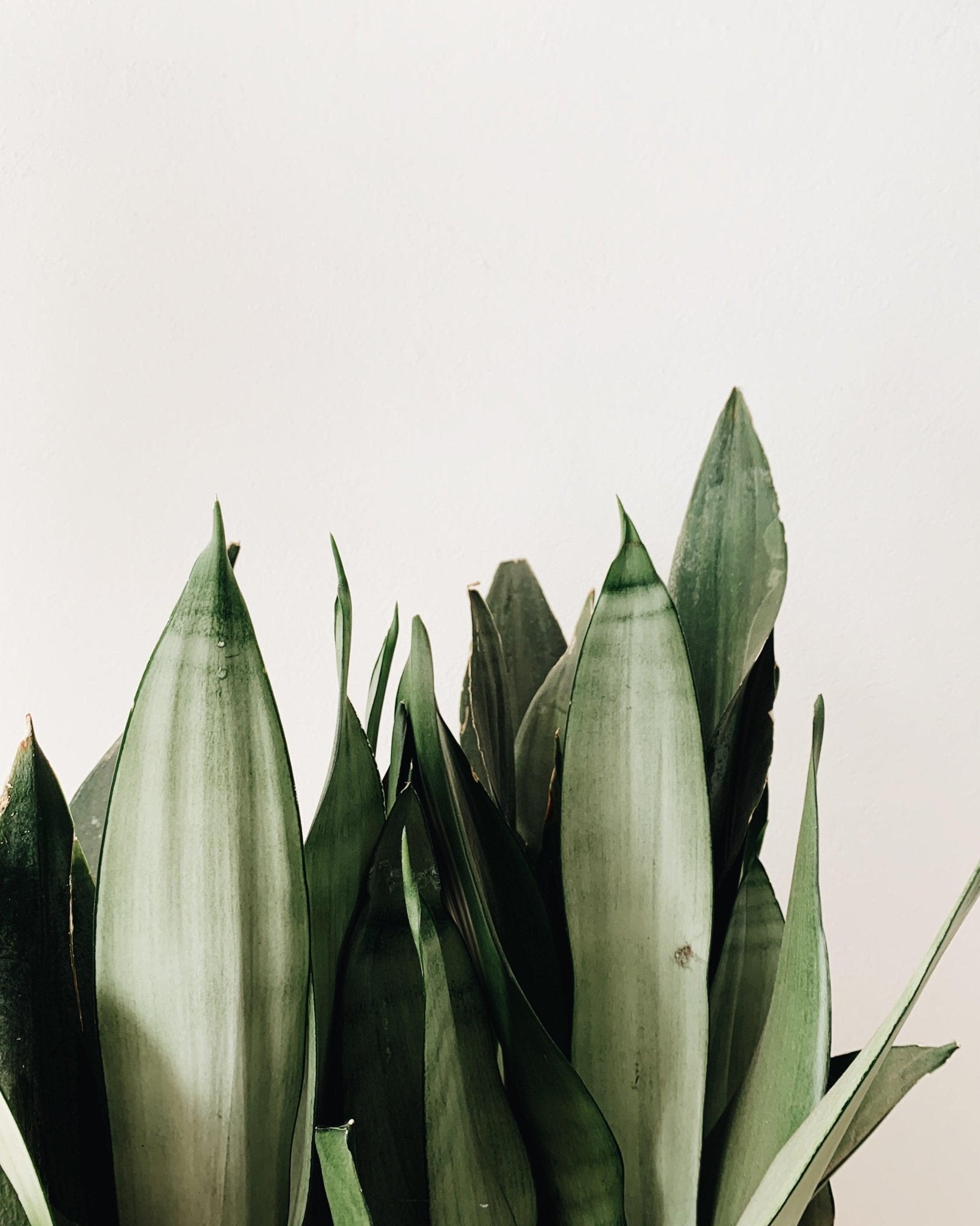 Sansevieria Trifasciata Moonshine Silver - Snake plant - Perfect Plants