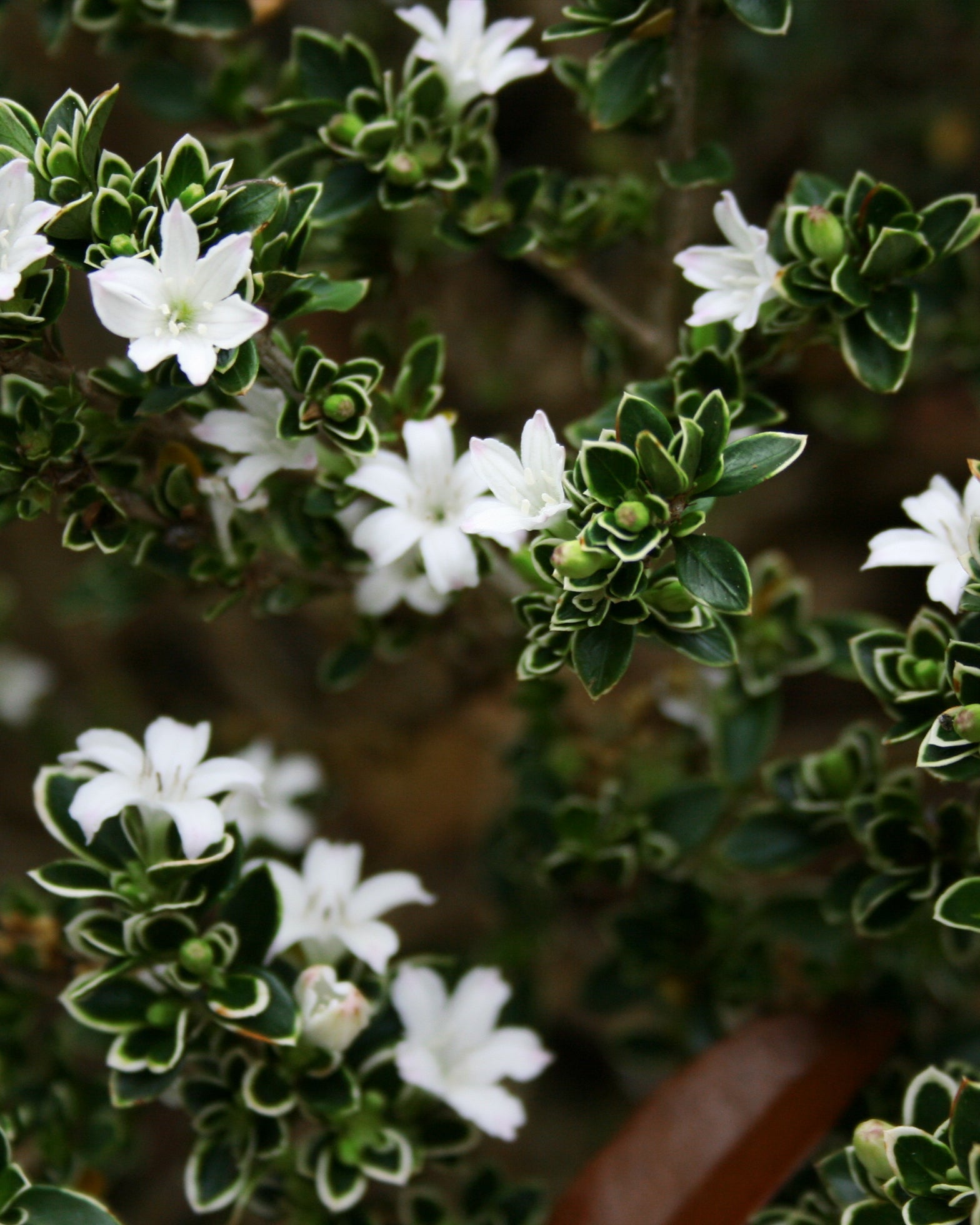 Serissa Foetida- Tree of a Thousand Stars - Perfect Plants