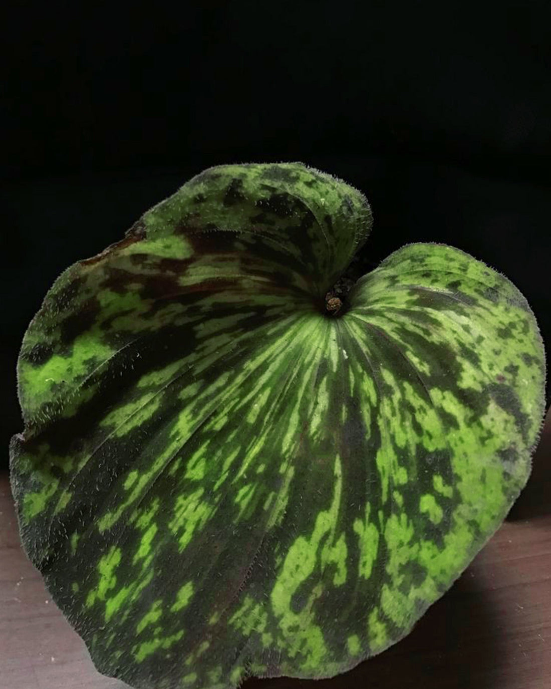 Shield Orchid - Nervilia Plicata Variegated - Perfect Plants