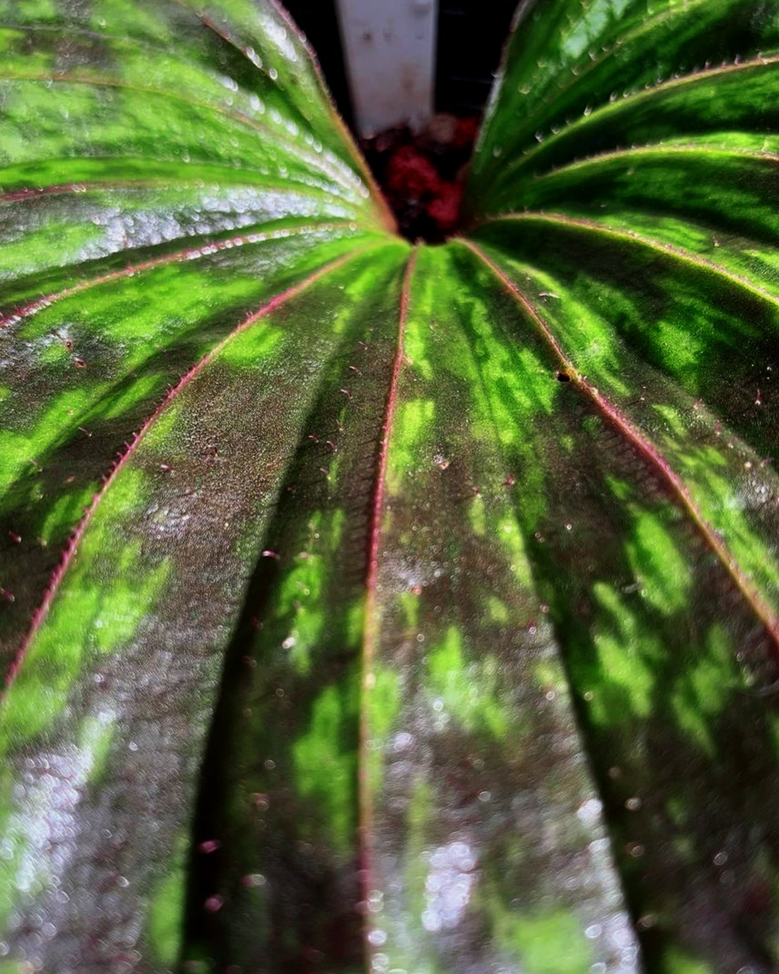 Shield Orchid - Nervilia Plicata Variegated - Perfect Plants