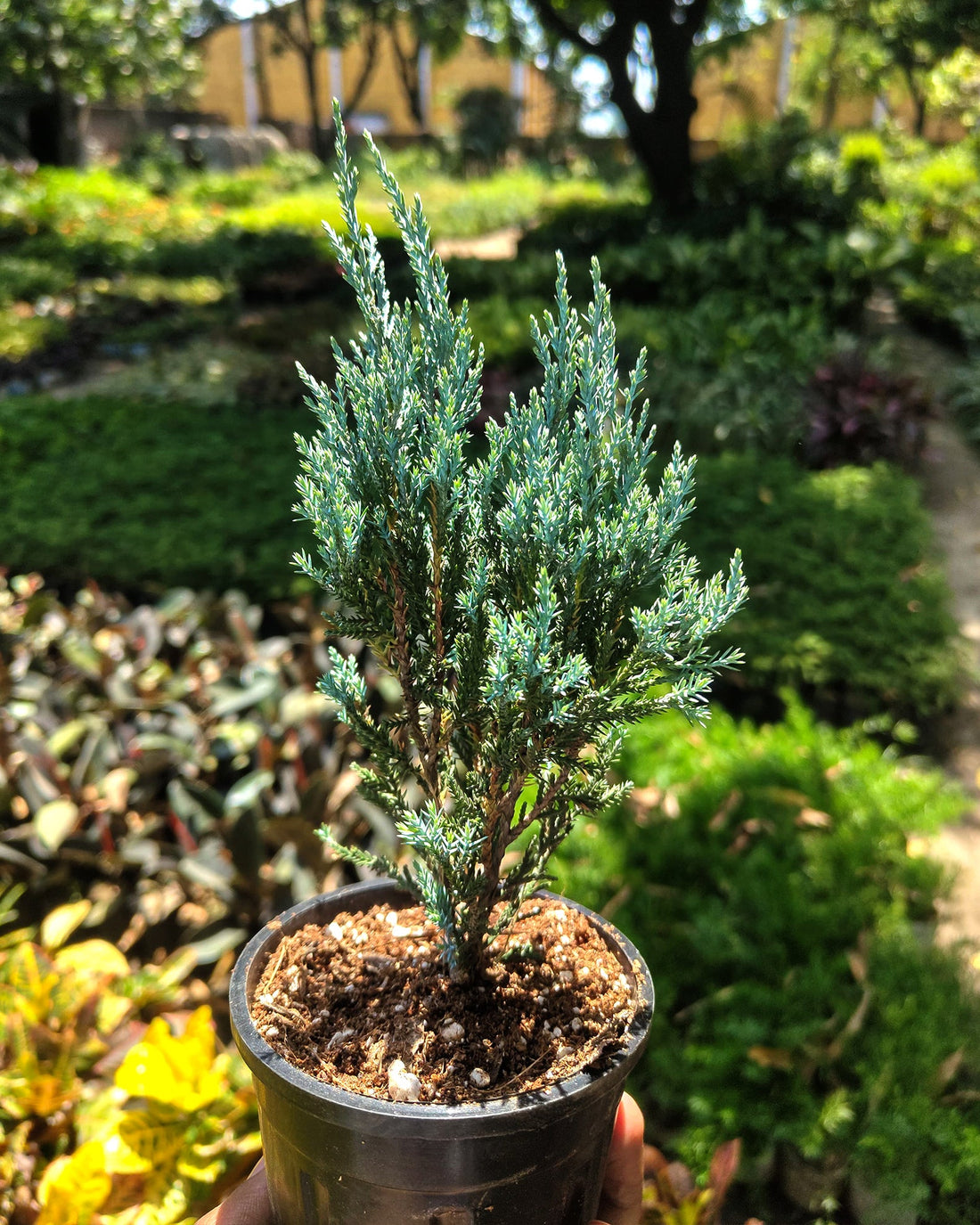 Silver Pine - Perfect Plants