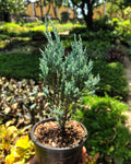 Silver Pine - Perfect Plants