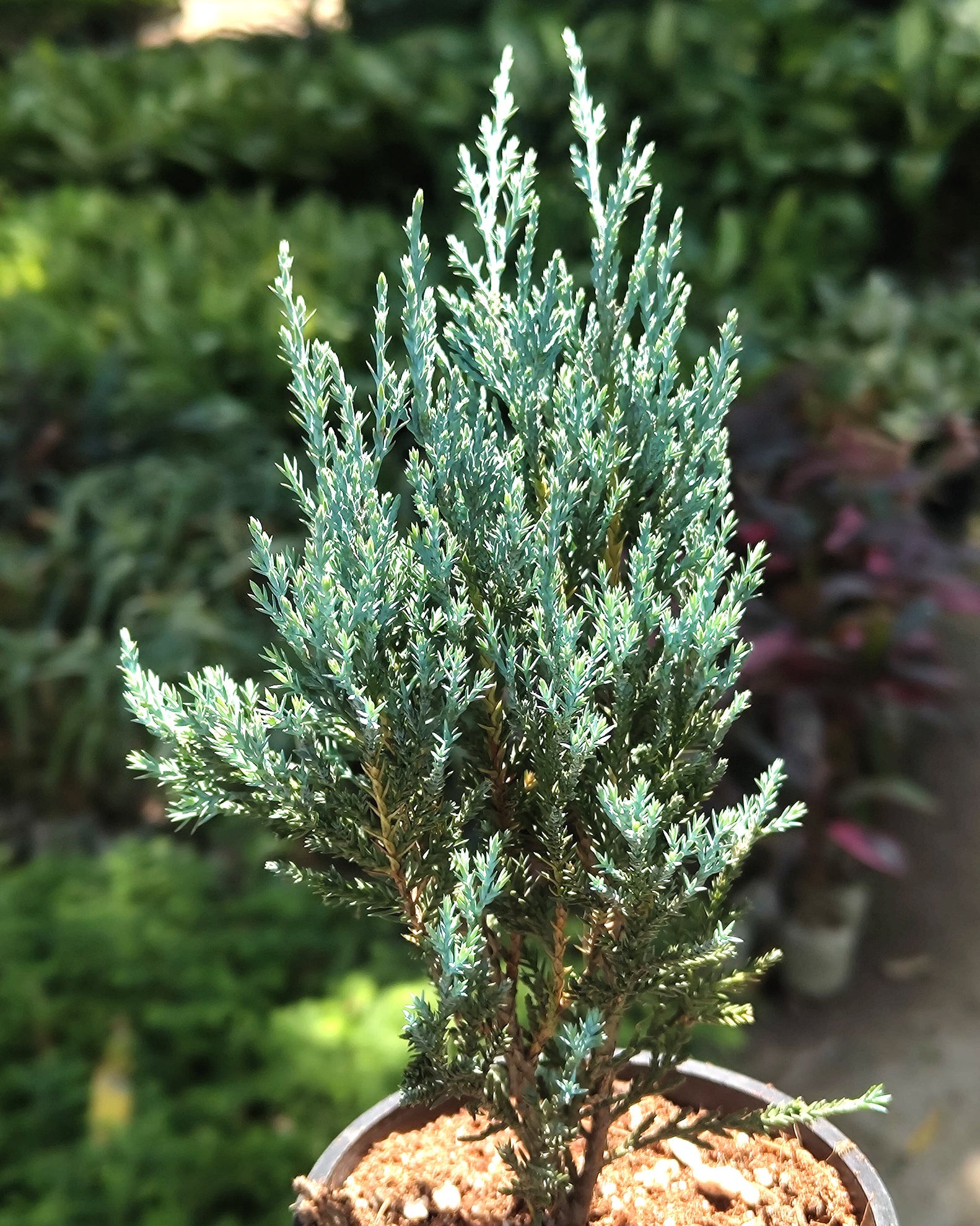 Silver Pine - Perfect Plants