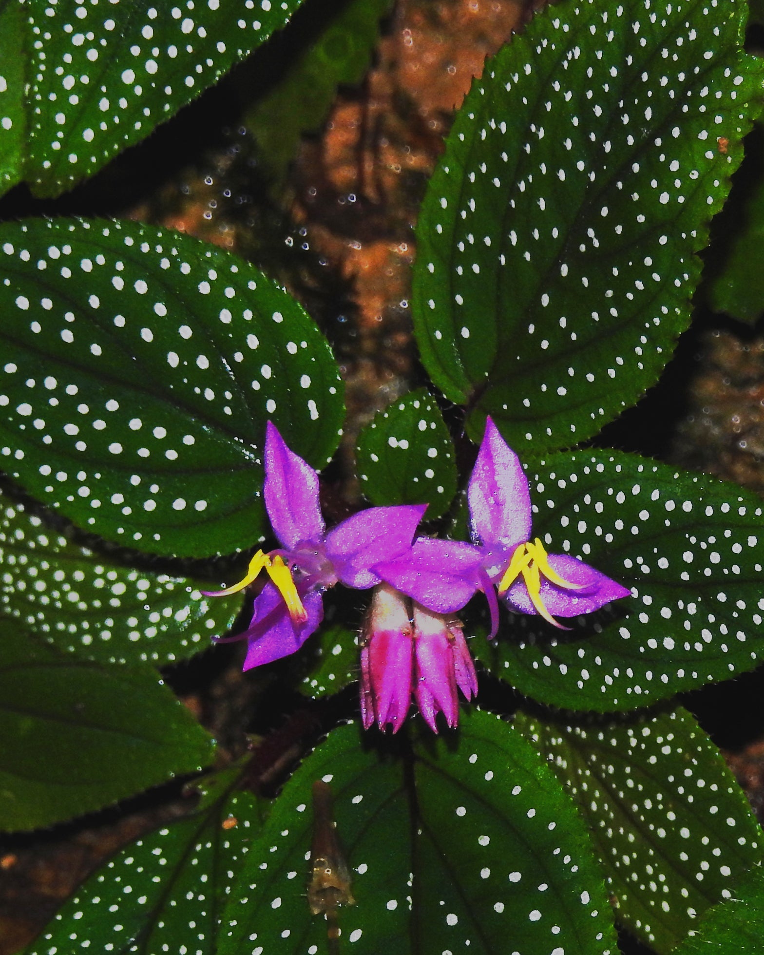 Sonerila Maculata (Rare) - Perfect Plants