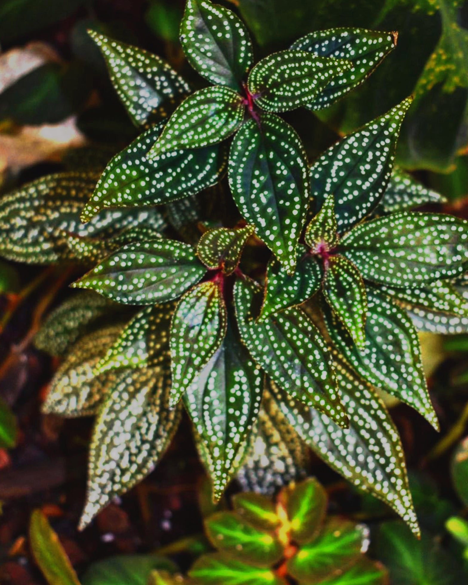 Sonerila Maculata (Rare) - Perfect Plants