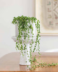 String of Pearls Green - Perfect Plants