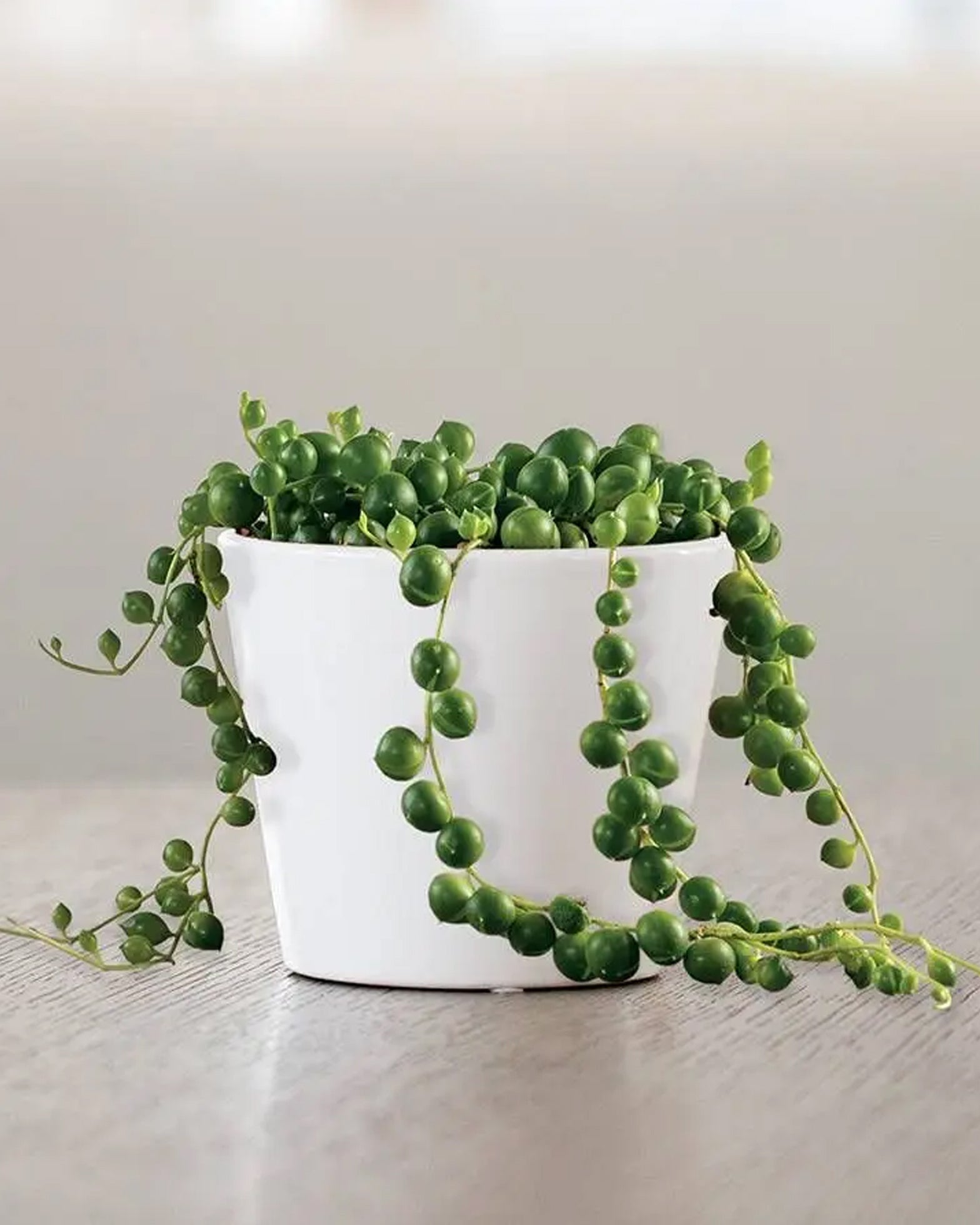 String of Pearls Green - Perfect Plants