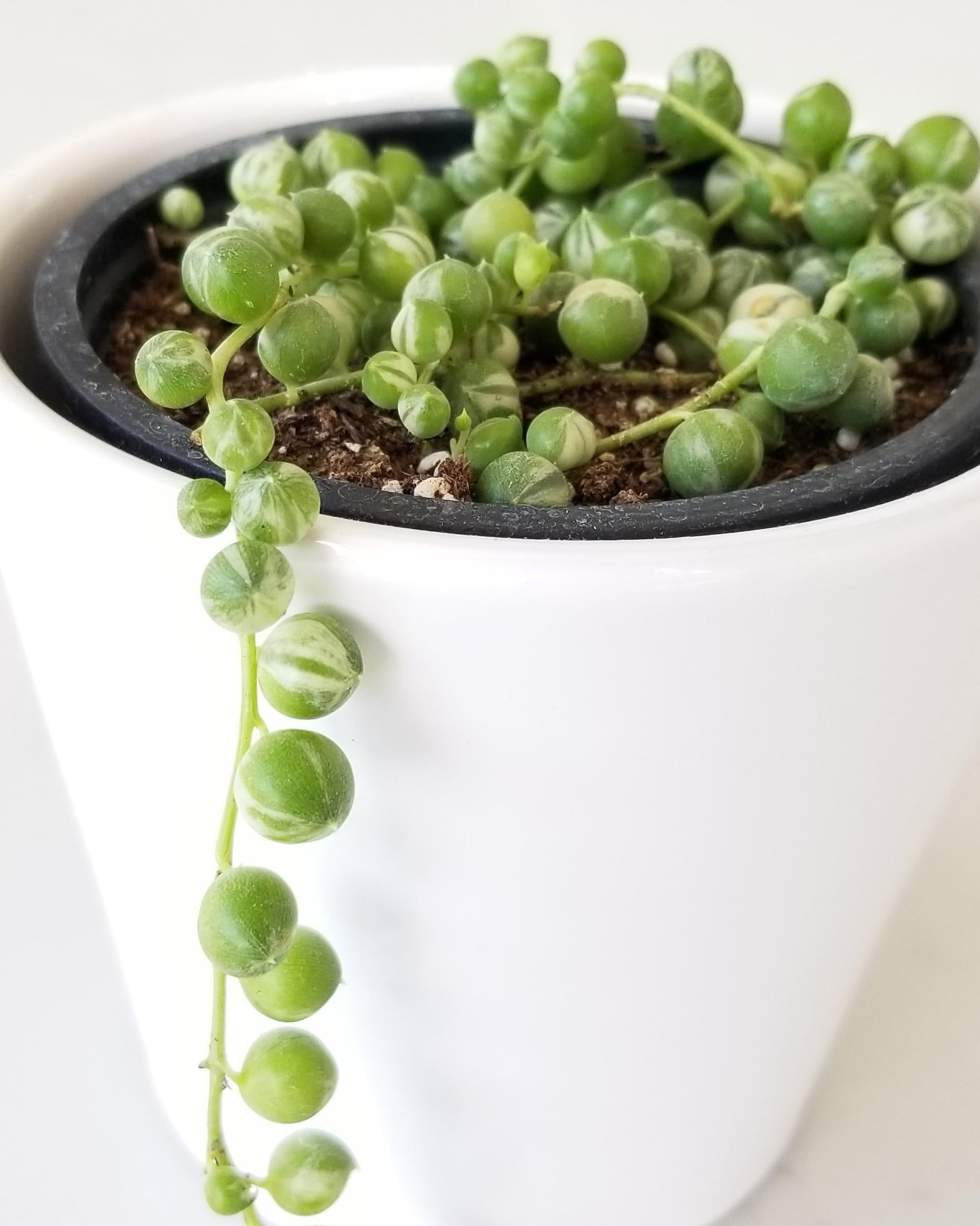 String of Pearls variegated - Perfect Plants