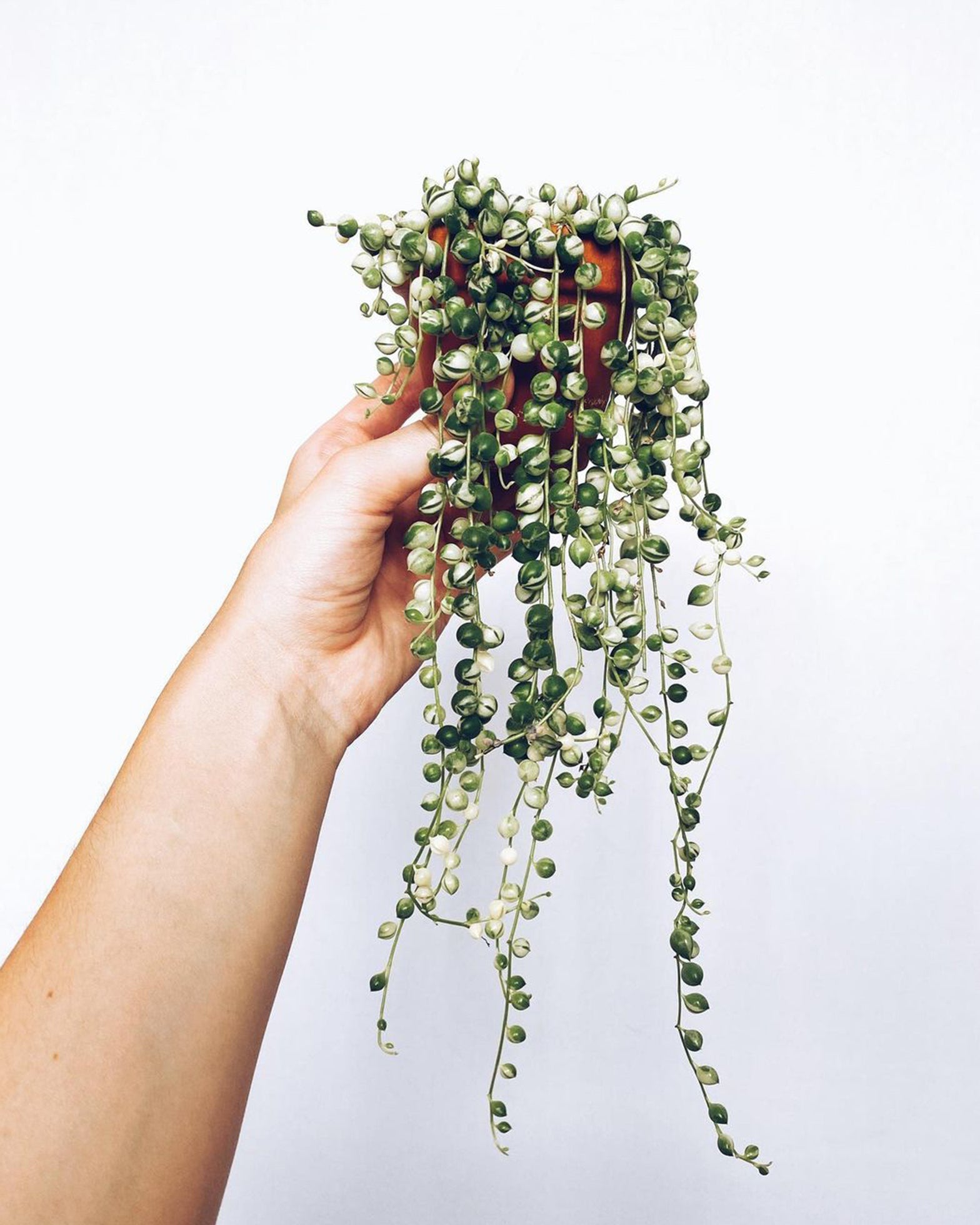 String of Pearls variegated - Perfect Plants