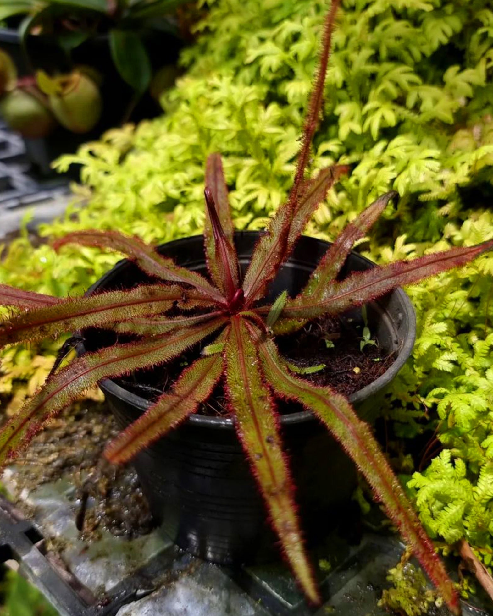 Sundew- Drosera Adeale - Perfect Plants