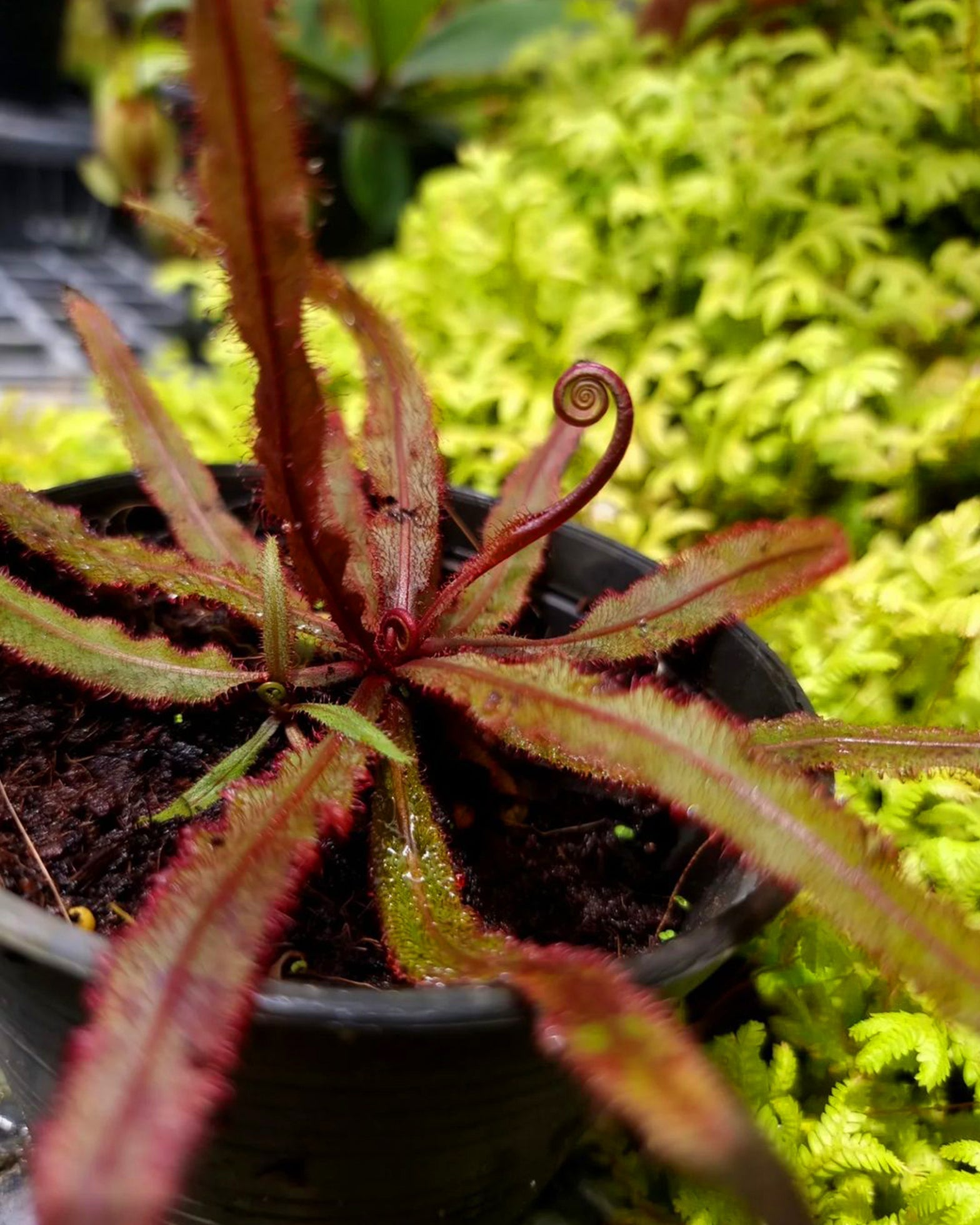 Sundew- Drosera Adeale - Perfect Plants