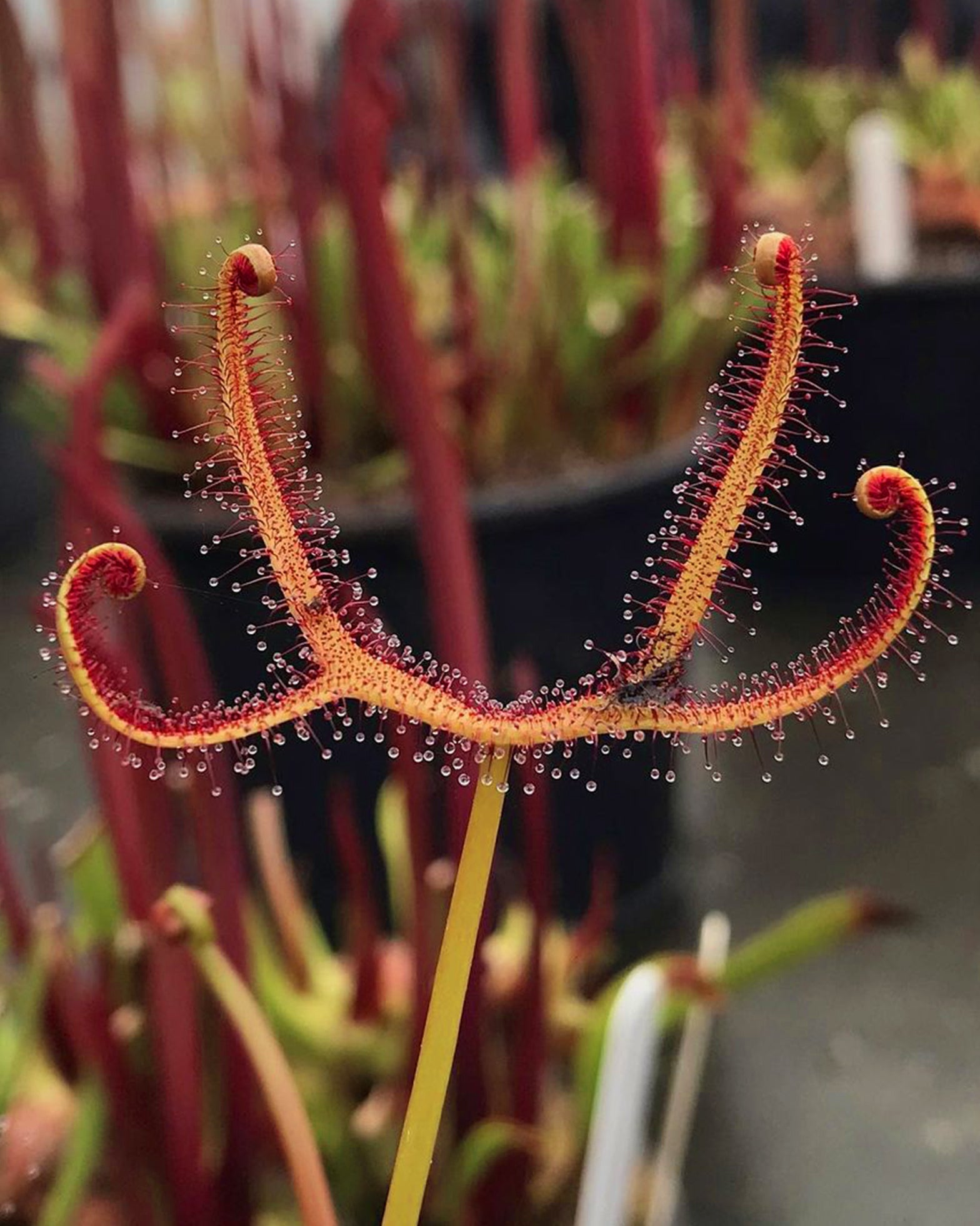 Sundew- Drosera Binata - Perfect Plants