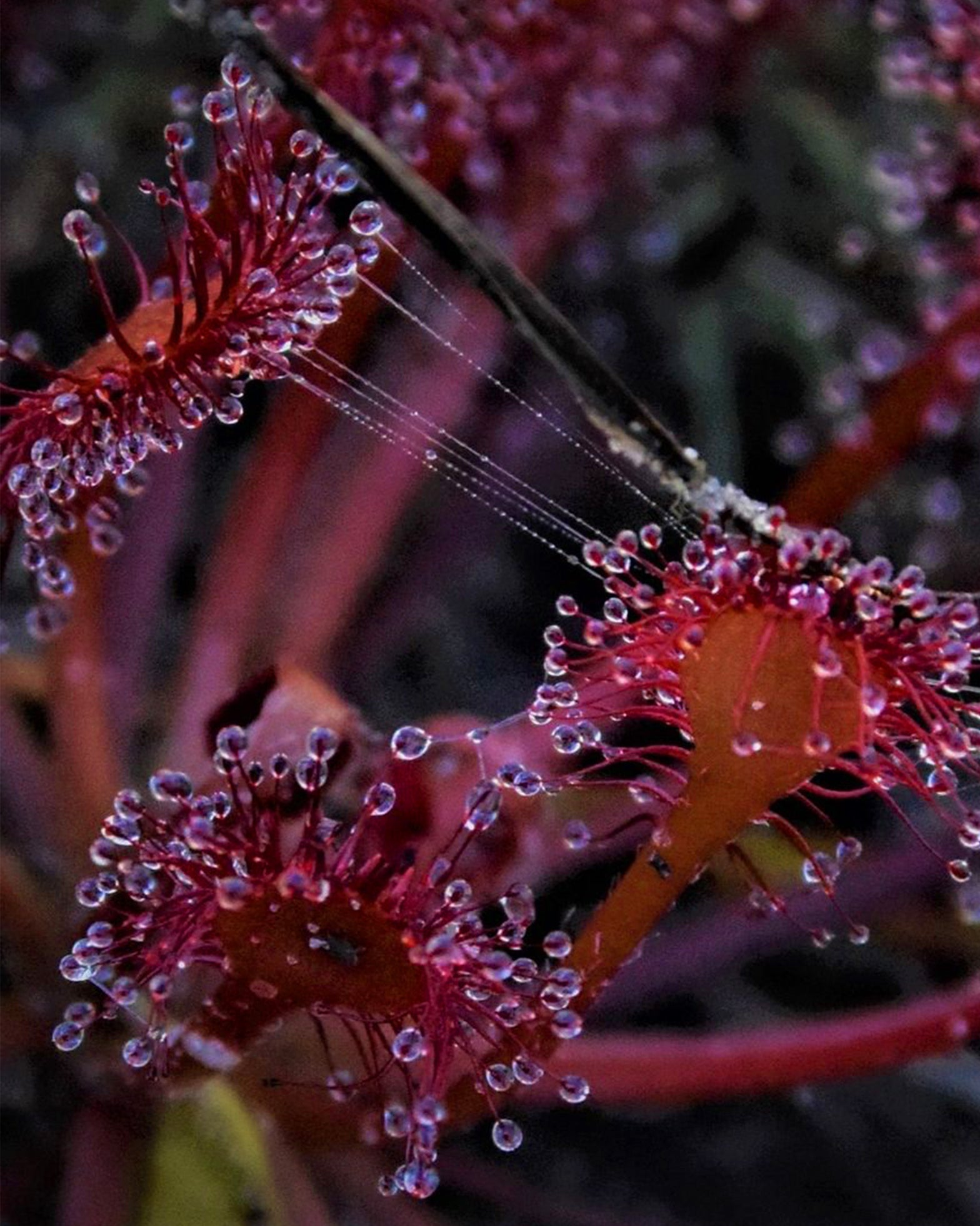 Sundew- Drosera Capillaries - Perfect Plants