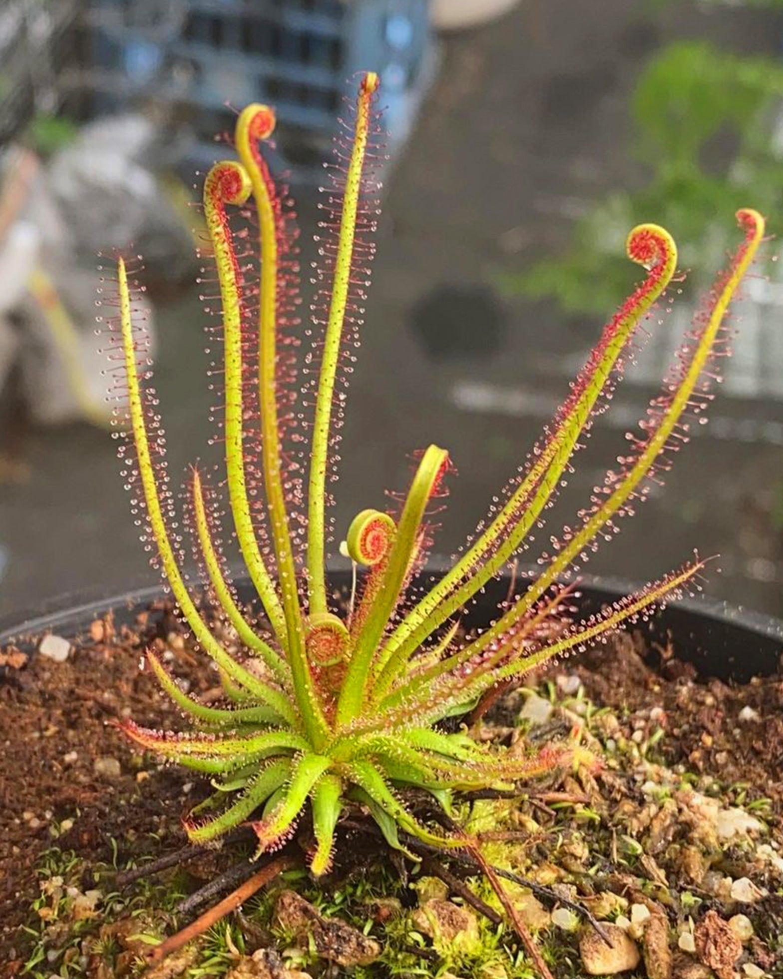 Sundew- Drosera Filiformis - Perfect Plants