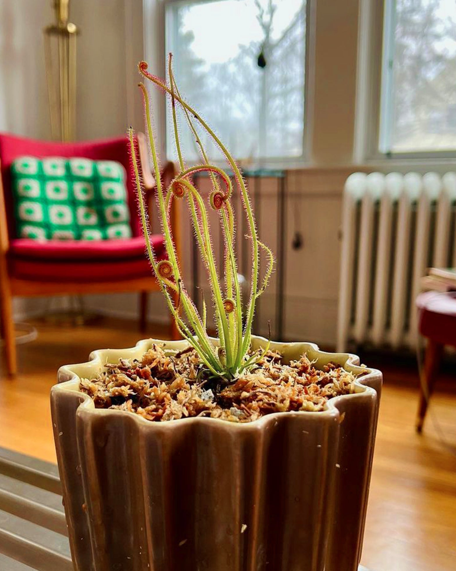 Sundew- Drosera Filiformis - Perfect Plants