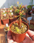 Sundew- Drosera Madagascariensis - Perfect Plants