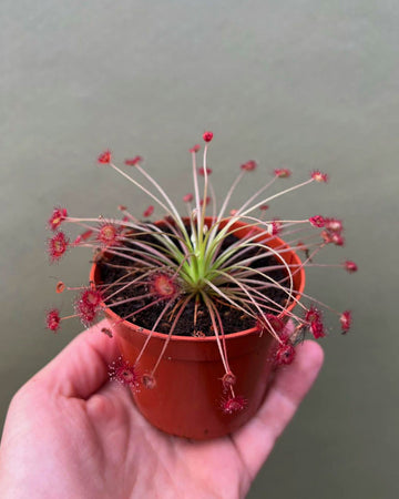 Sundew- Drosera Paradoxa - Perfect Plants