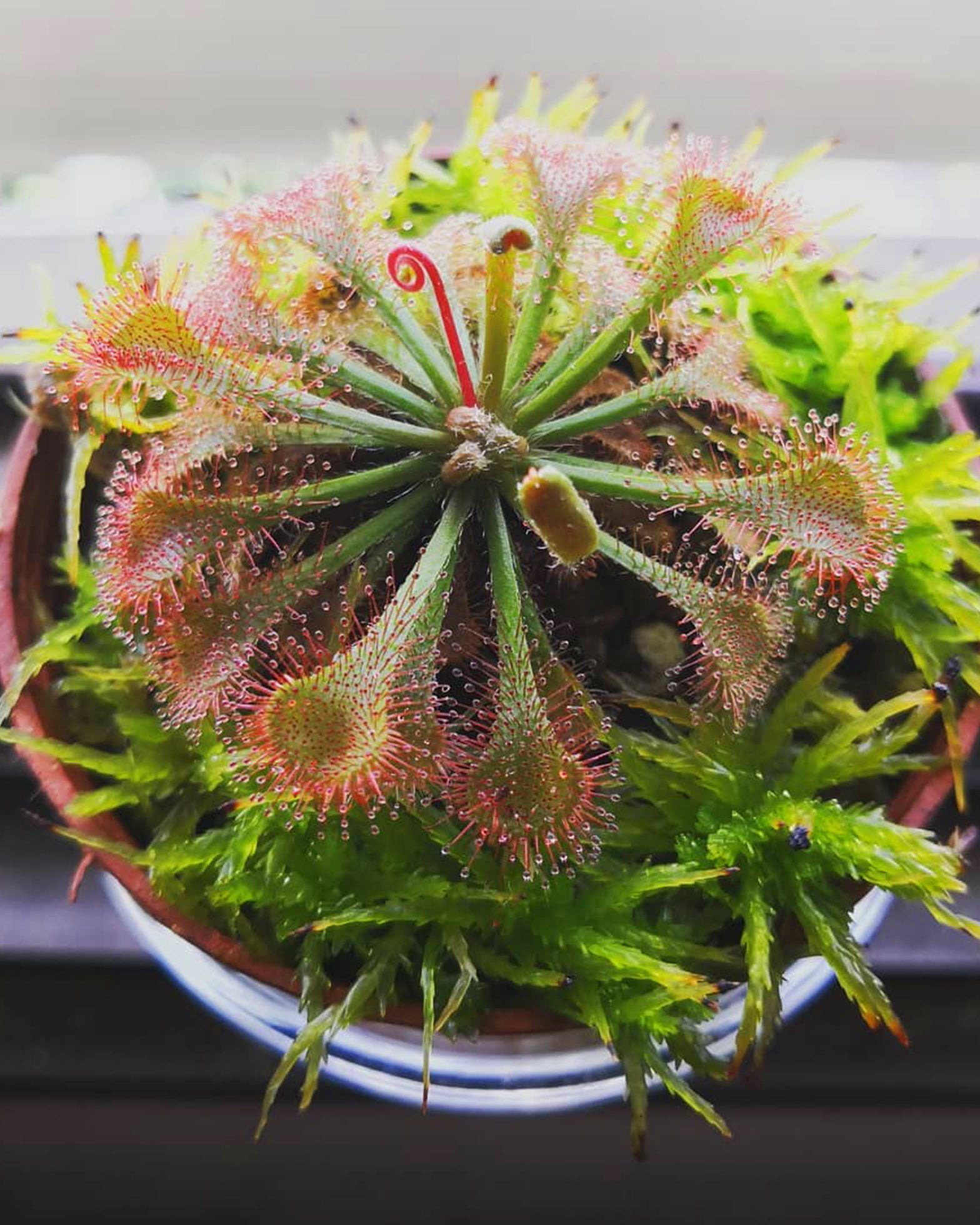 Sundew- Drosera Spatulata - Perfect Plants