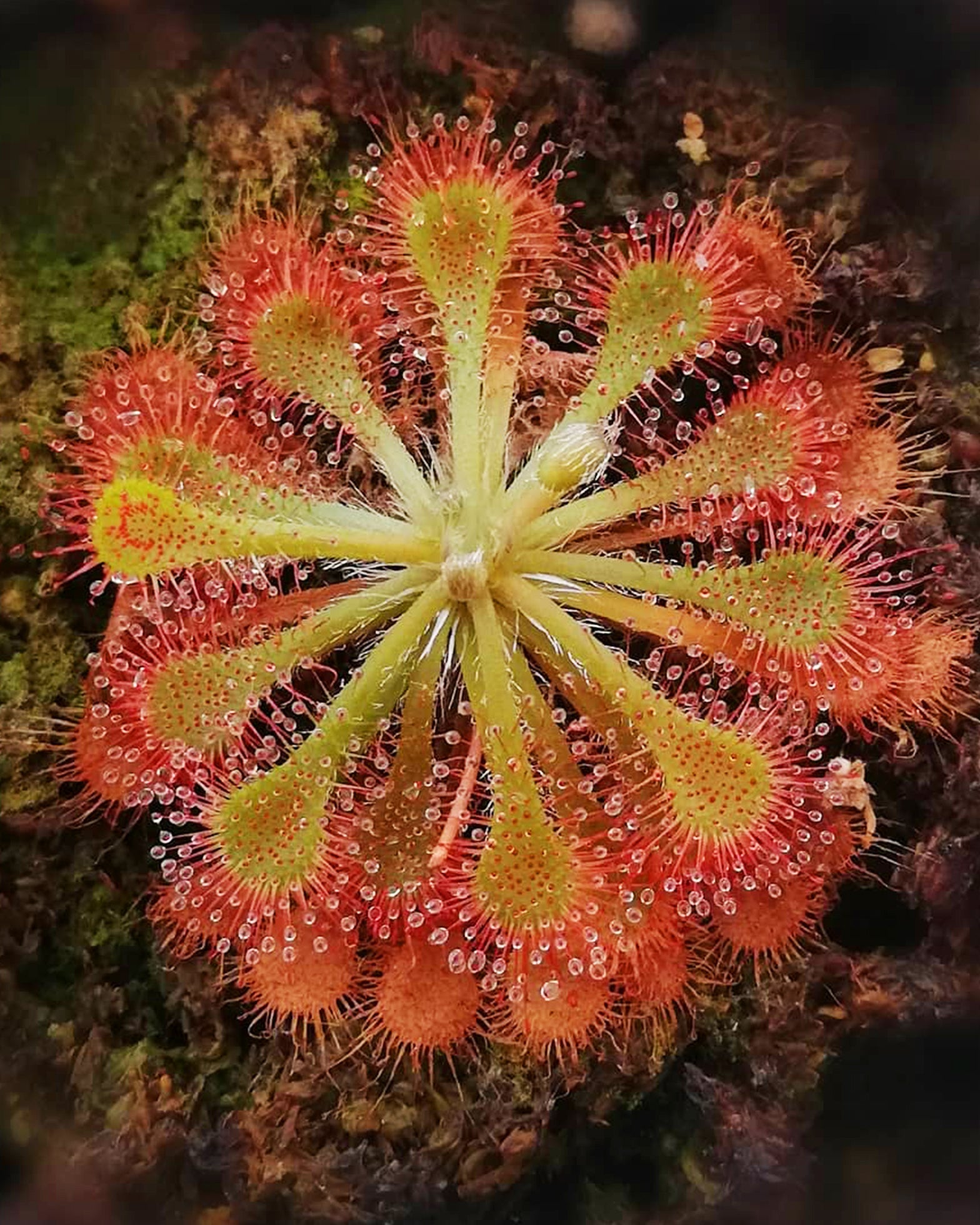 Sundew- Drosera Spatulata - Perfect Plants