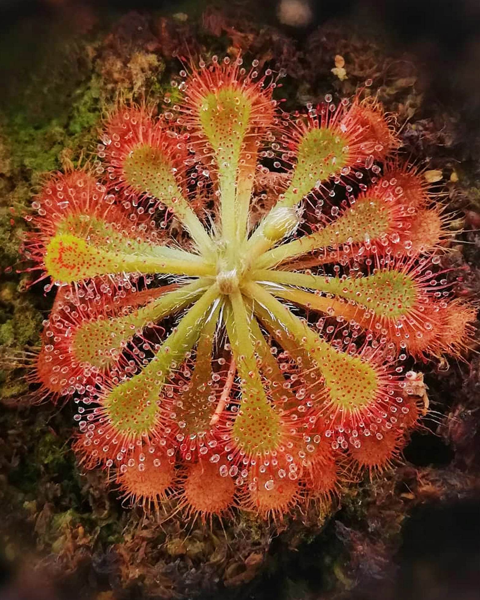 Sundew- Drosera Spatulata