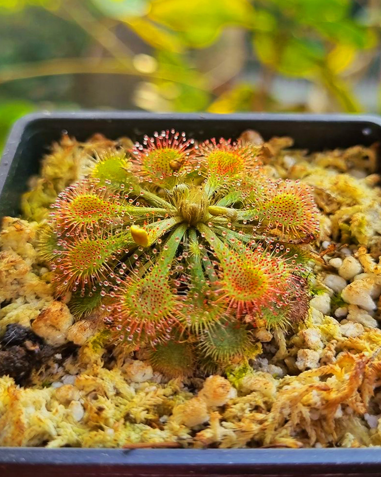 Sundew- Drosera Tokaiensis - Perfect Plants