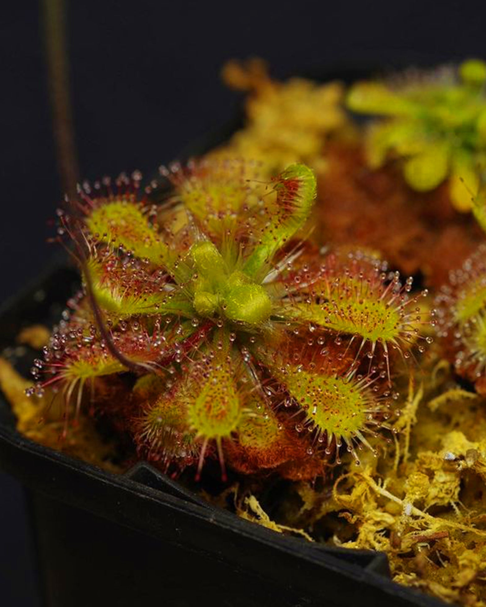 Sundew- Drosera Tokaiensis - Perfect Plants