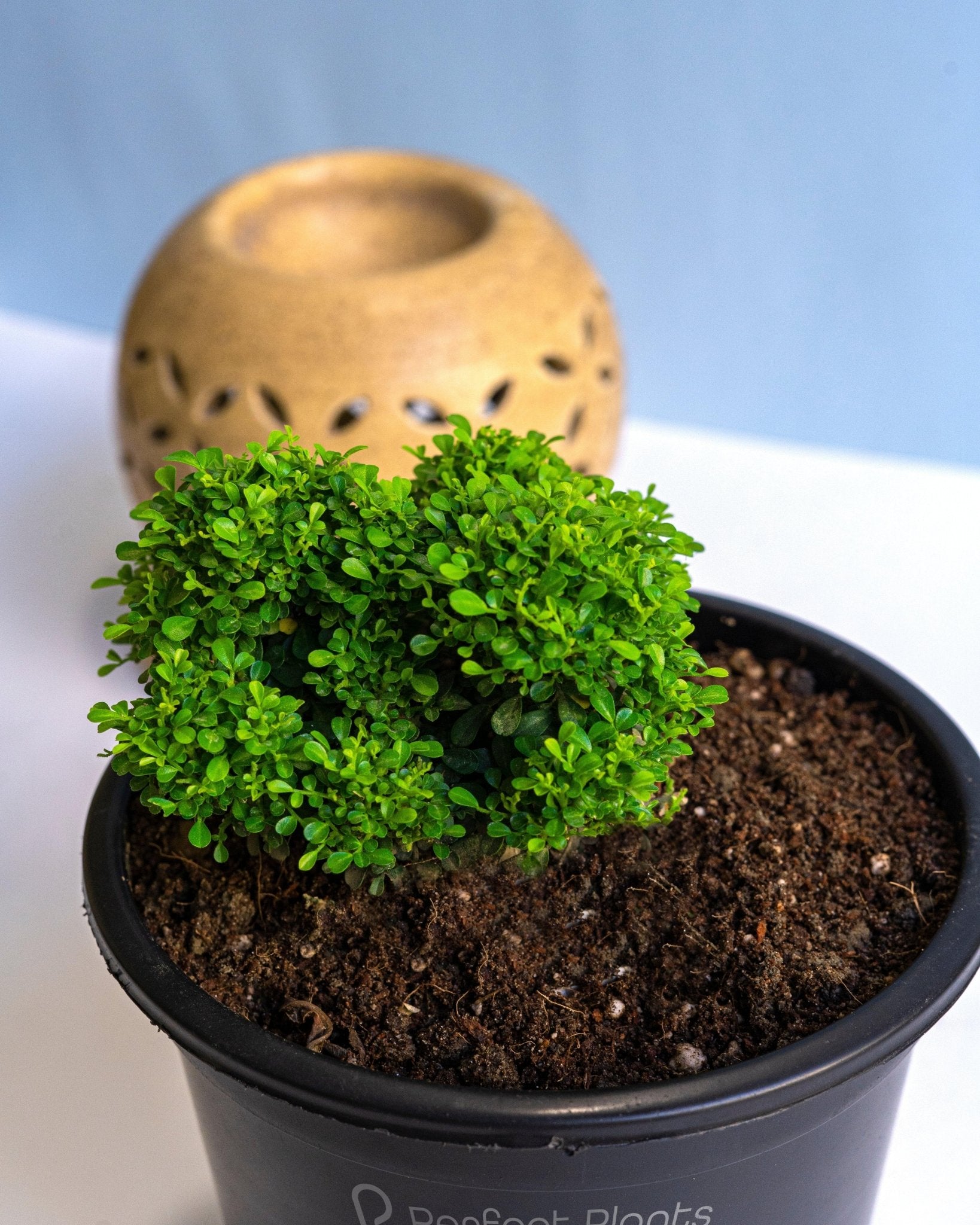 Table Kamini - Medium (Murraya Paniculata) - Perfect Plants