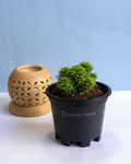 Table Kamini - Medium (Murraya Paniculata) - Perfect Plants