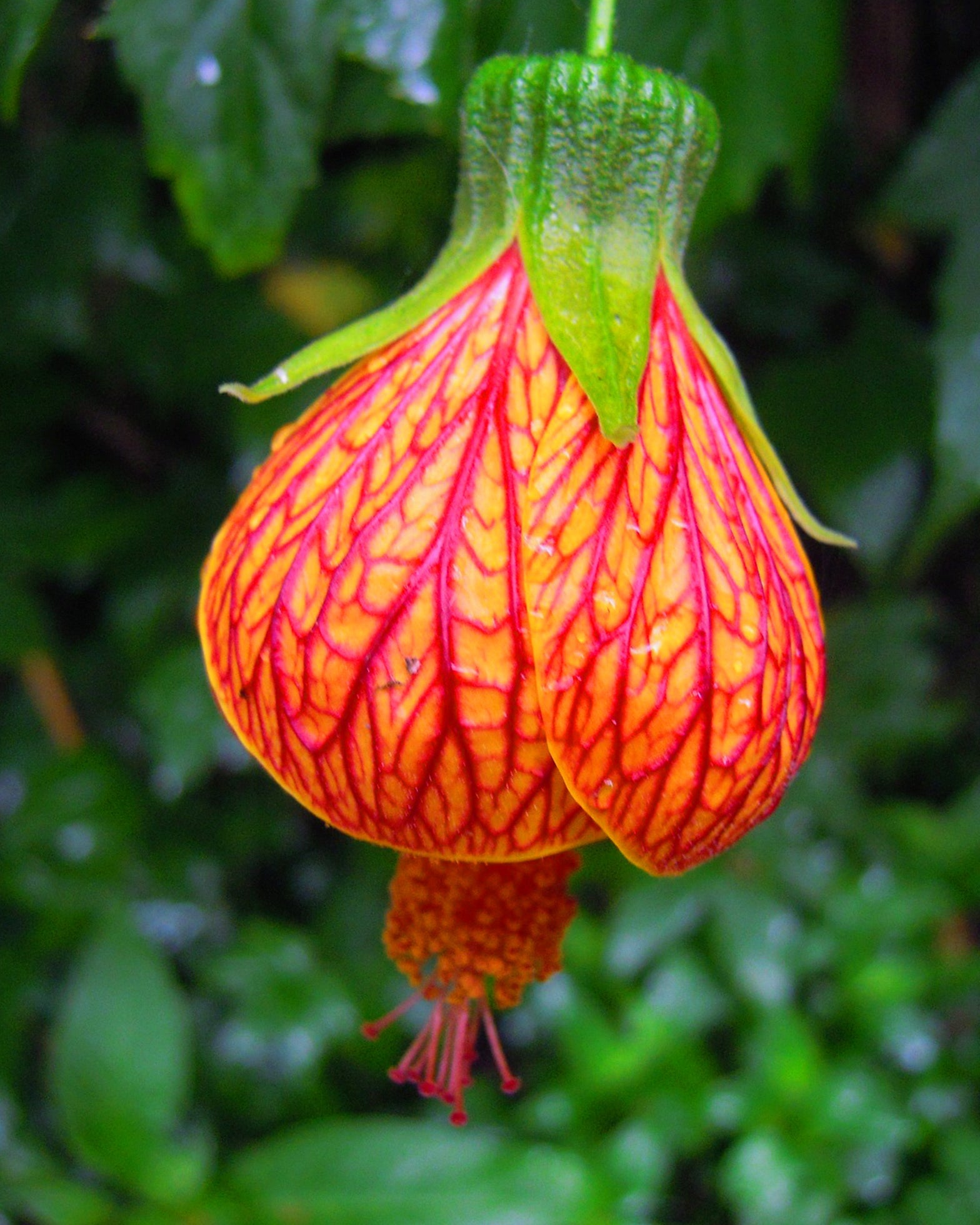 Tiger Hibiscus - Small - Perfect Plants