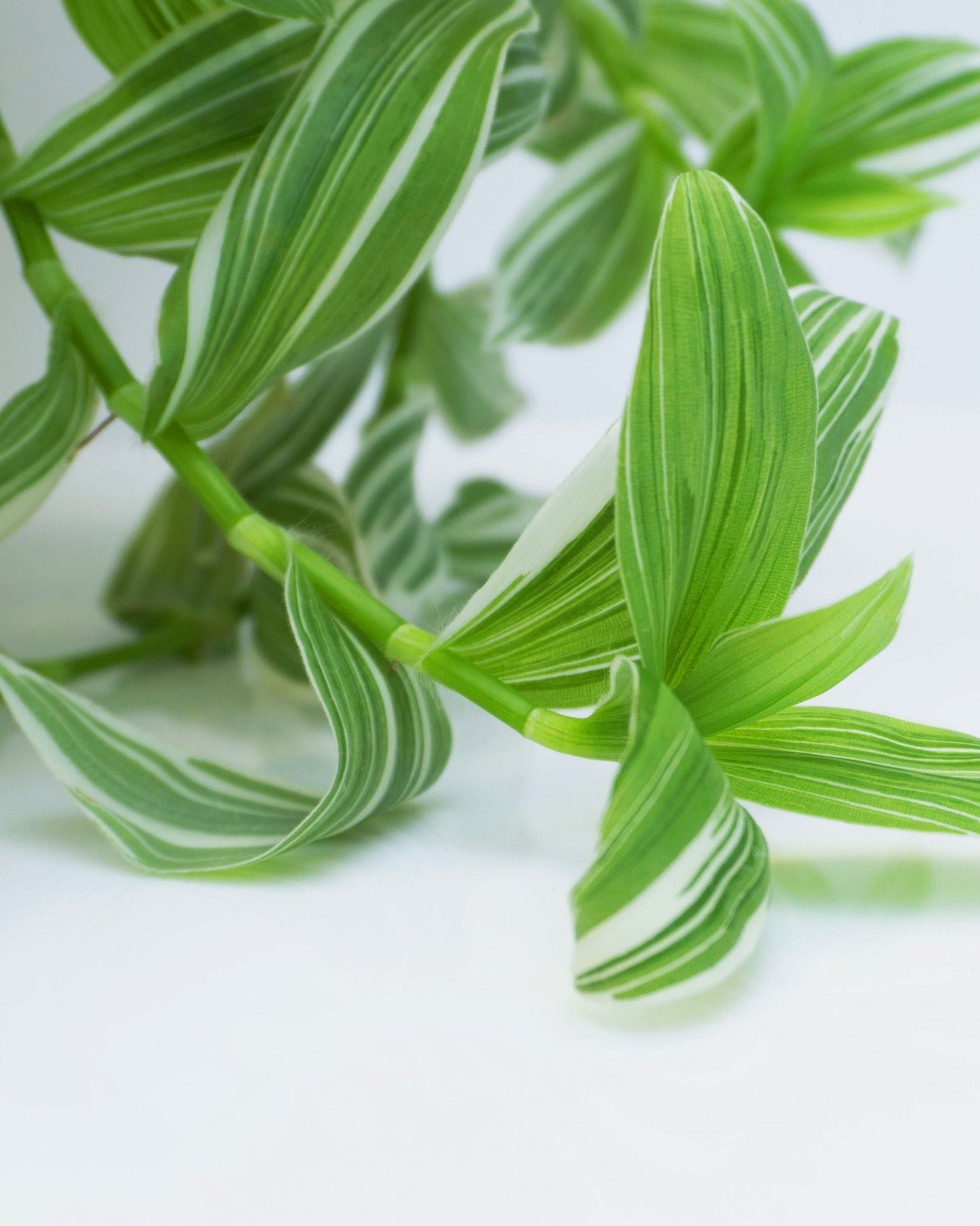 Tradescantia albiflora Albovittata - Perfect Plants