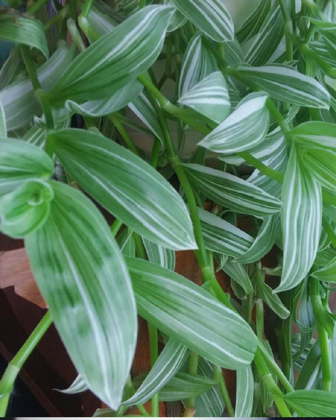 Tradescantia albiflora Albovittata - Perfect Plants