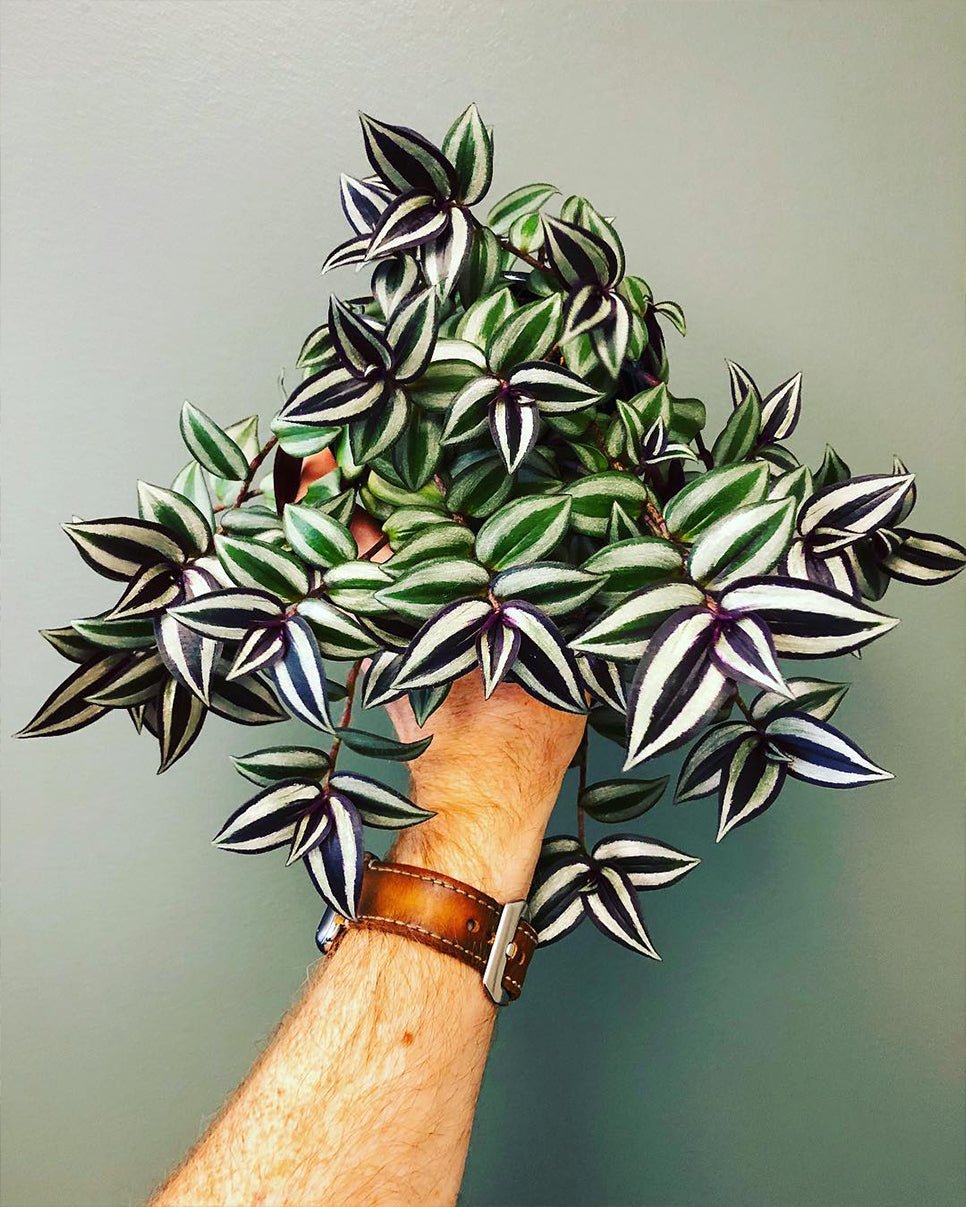 Tradescantia zebrina – Wandering Jew - Perfect Plants