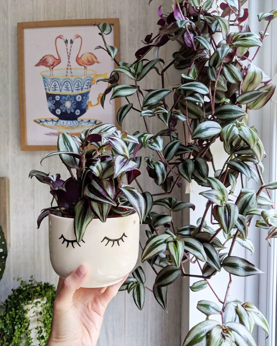 Tradescantia zebrina – Wandering Jew - Perfect Plants