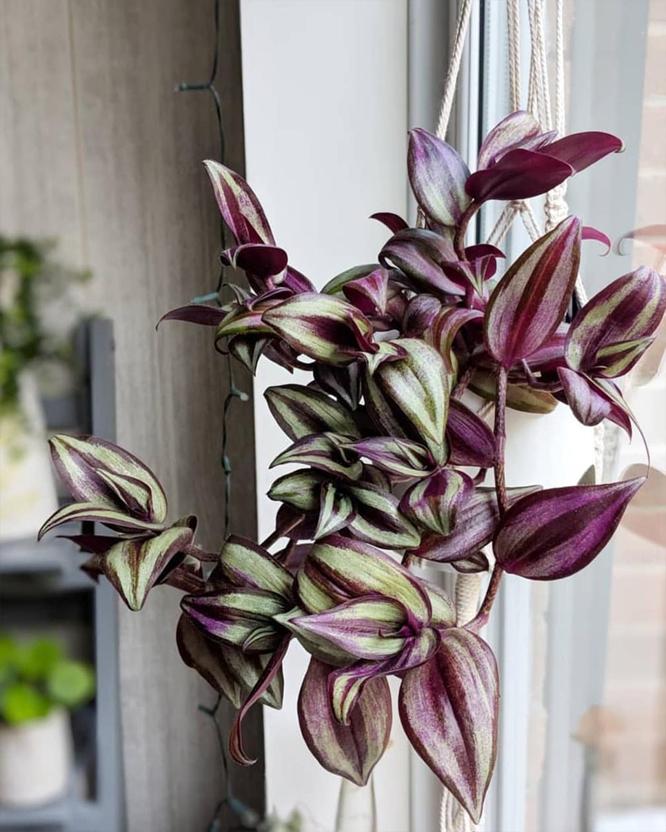 Tradescantia zebrina – Wandering Jew - Perfect Plants